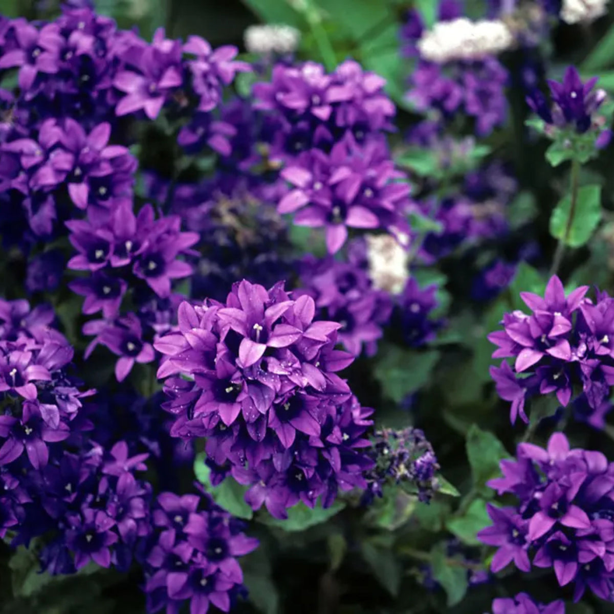 20s| Campanula Glomerata Superba Seeds – Heirloom, Non-GMO, Easy to Grow Perennial, Perfect for Borders, Rock Gardens, Cottage Gardens, and Pollinator-Friendly Landscapes#8054