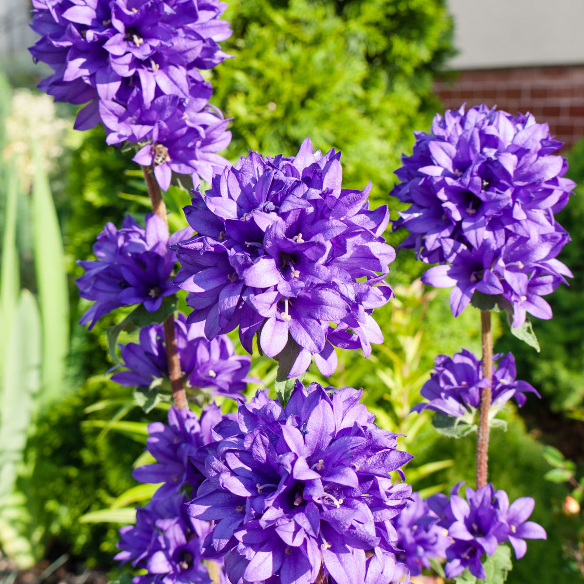 20s| Campanula Glomerata Superba Seeds – Heirloom, Non-GMO, Easy to Grow Perennial, Perfect for Borders, Rock Gardens, Cottage Gardens, and Pollinator-Friendly Landscapes#8054