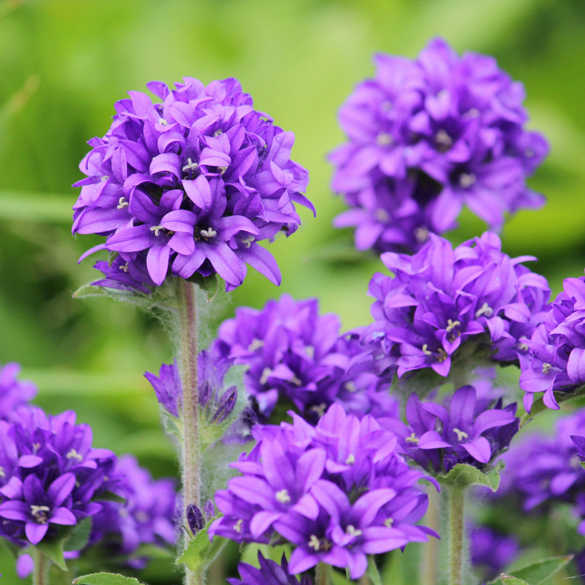 20s| Campanula Glomerata Superba Seeds – Heirloom, Non-GMO, Easy to Grow Perennial, Perfect for Borders, Rock Gardens, Cottage Gardens, and Pollinator-Friendly Landscapes#8054