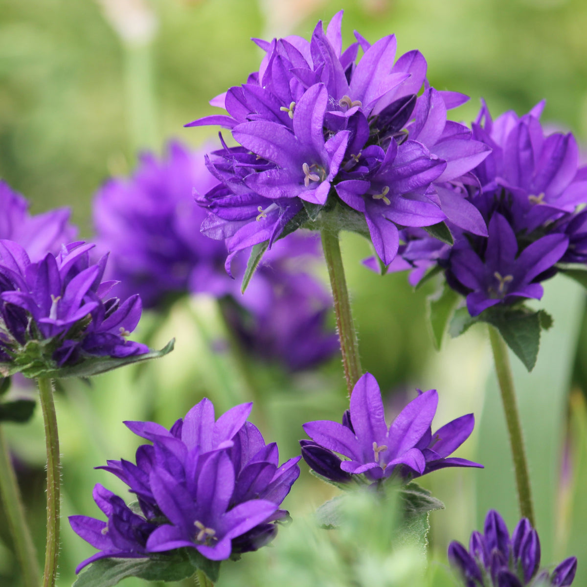 20s| Campanula Glomerata Superba Seeds – Heirloom, Non-GMO, Easy to Grow Perennial, Perfect for Borders, Rock Gardens, Cottage Gardens, and Pollinator-Friendly Landscapes#8054