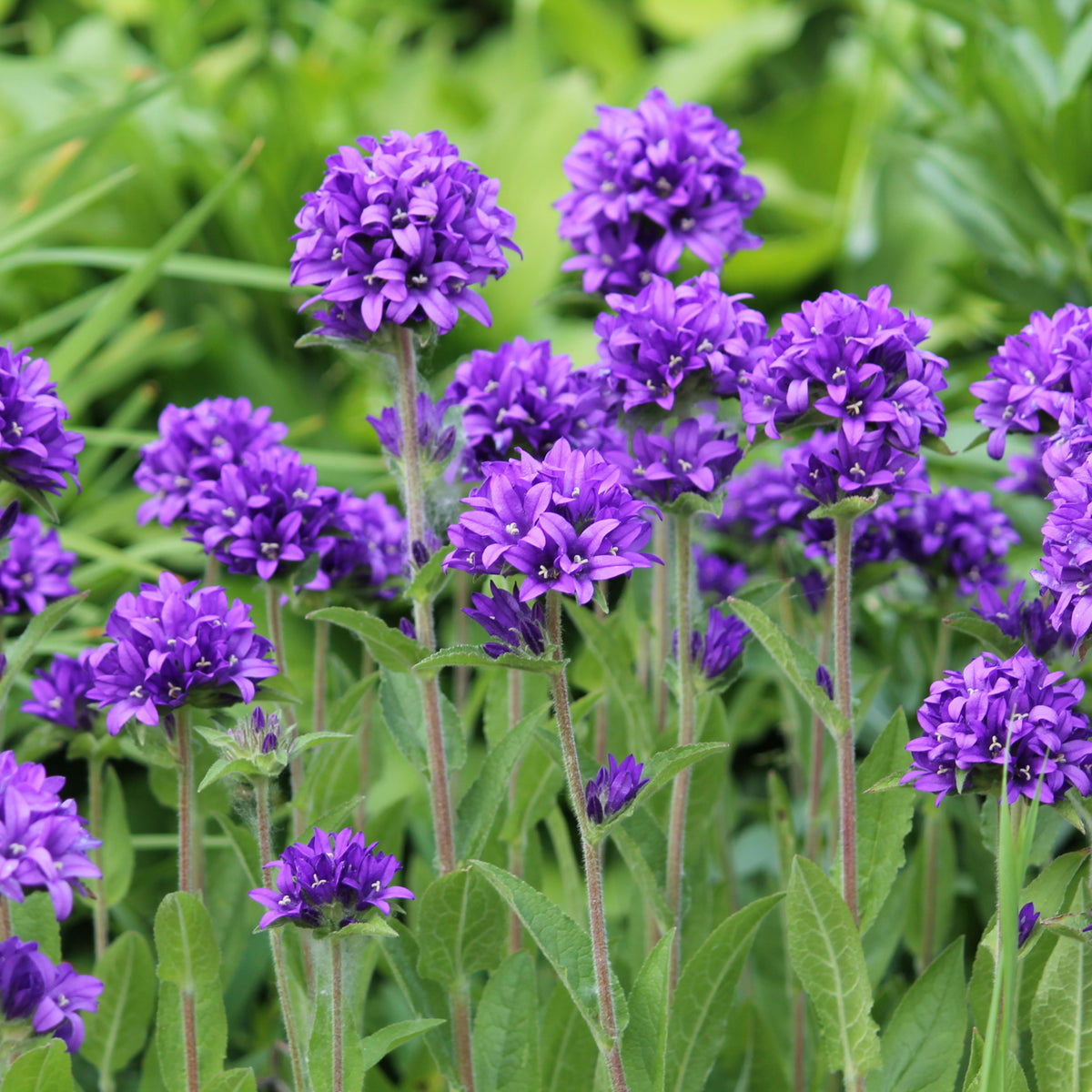 20s| Campanula Glomerata Superba Seeds – Heirloom, Non-GMO, Easy to Grow Perennial, Perfect for Borders, Rock Gardens, Cottage Gardens, and Pollinator-Friendly Landscapes#8054