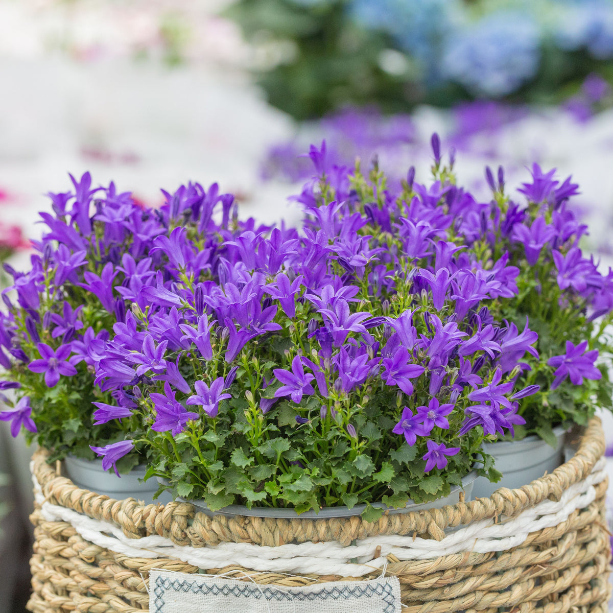 20s| Campanula Glomerata Superba Seeds – Heirloom, Non-GMO, Easy to Grow Perennial, Perfect for Borders, Rock Gardens, Cottage Gardens, and Pollinator-Friendly Landscapes#8054