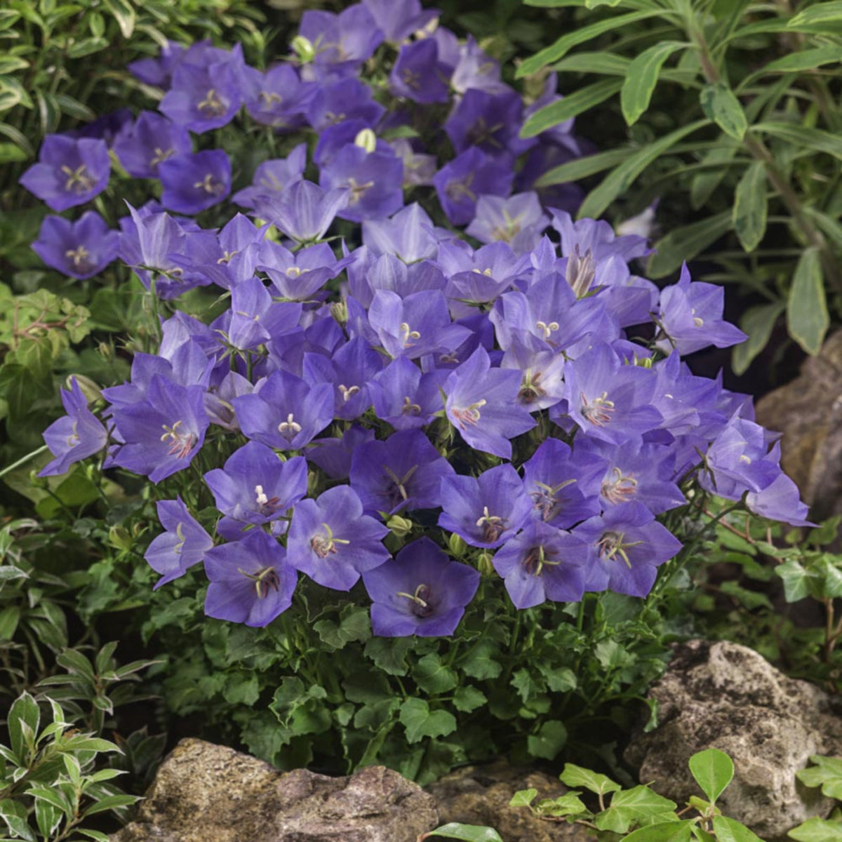 20s| Campanula carpatica - Bellflowers Seeds – Heirloom, Non-GMO, Easy to Grow Perennial, Perfect for Borders, Rock Gardens, Cottage Gardens, and Pollinator-Friendly Landscapes#8055
