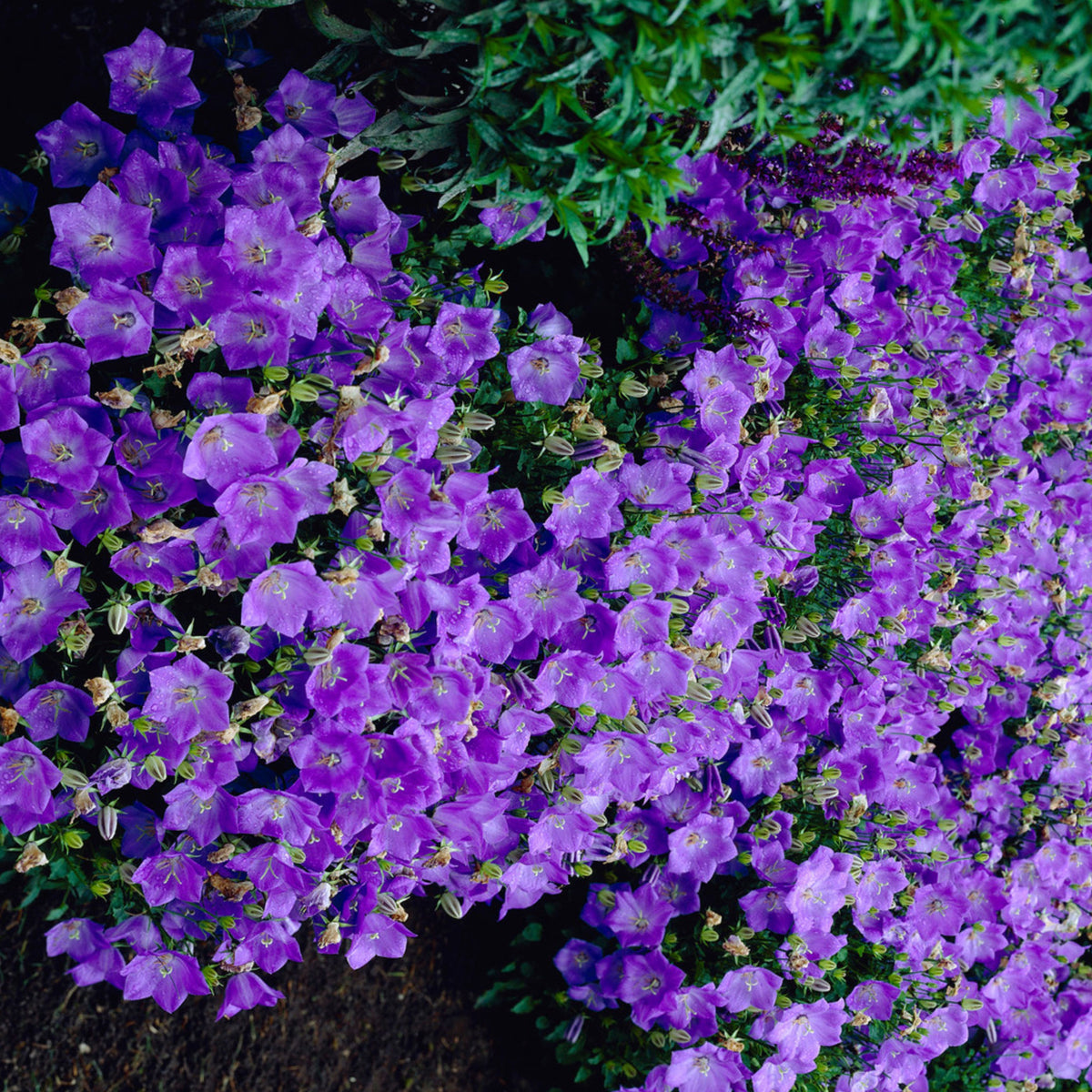 20s| Campanula carpatica - Bellflowers Seeds – Heirloom, Non-GMO, Easy to Grow Perennial, Perfect for Borders, Rock Gardens, Cottage Gardens, and Pollinator-Friendly Landscapes#8055