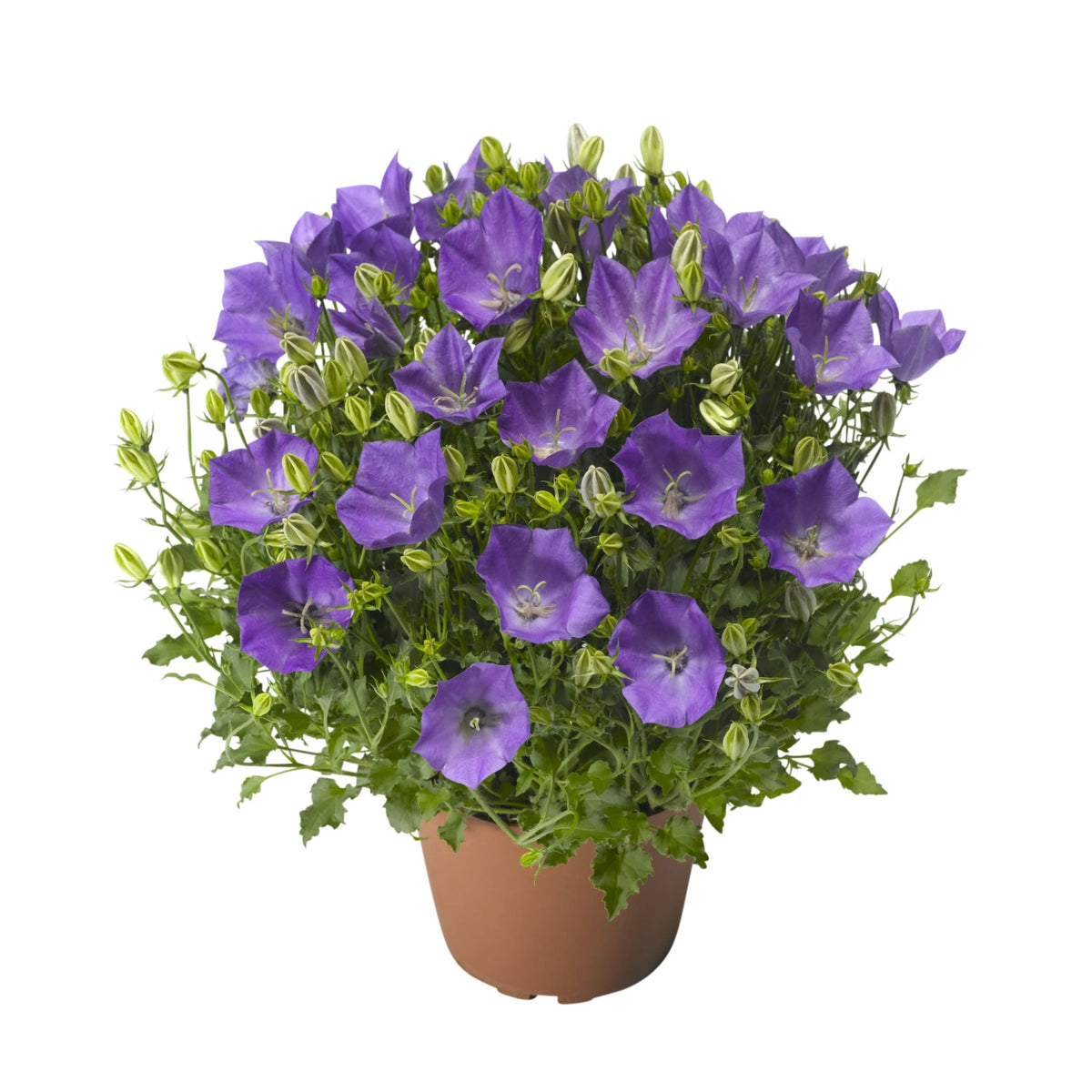 20s| Campanula carpatica - Bellflowers Seeds – Heirloom, Non-GMO, Easy to Grow Perennial, Perfect for Borders, Rock Gardens, Cottage Gardens, and Pollinator-Friendly Landscapes#8055