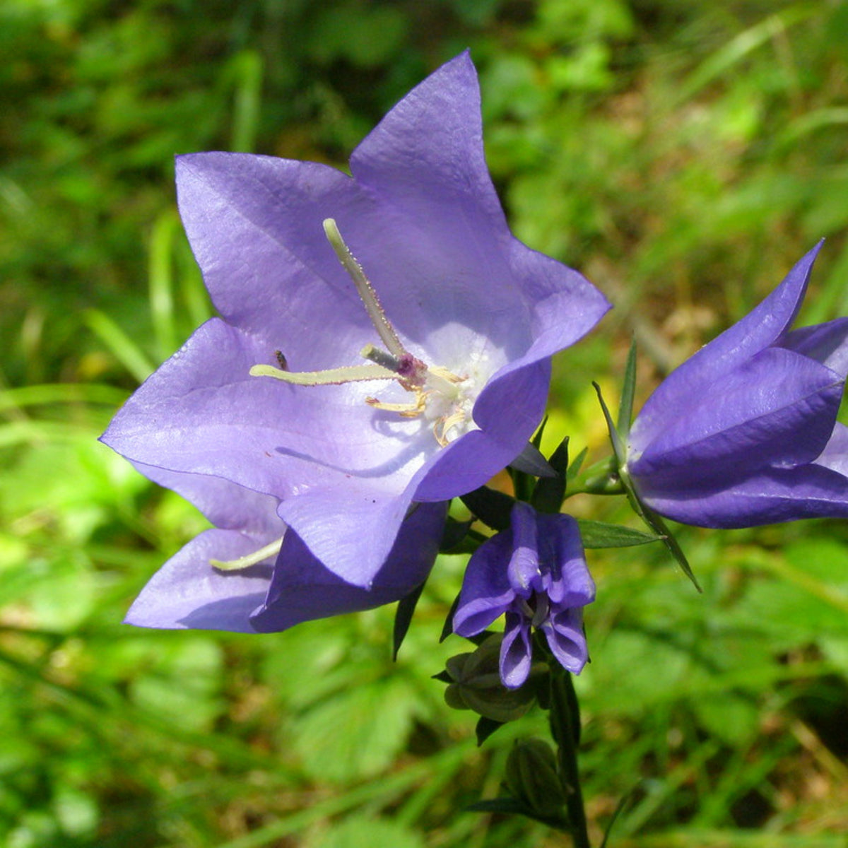 20s| Campanula carpatica - Bellflowers Seeds – Heirloom, Non-GMO, Easy to Grow Perennial, Perfect for Borders, Rock Gardens, Cottage Gardens, and Pollinator-Friendly Landscapes#8055