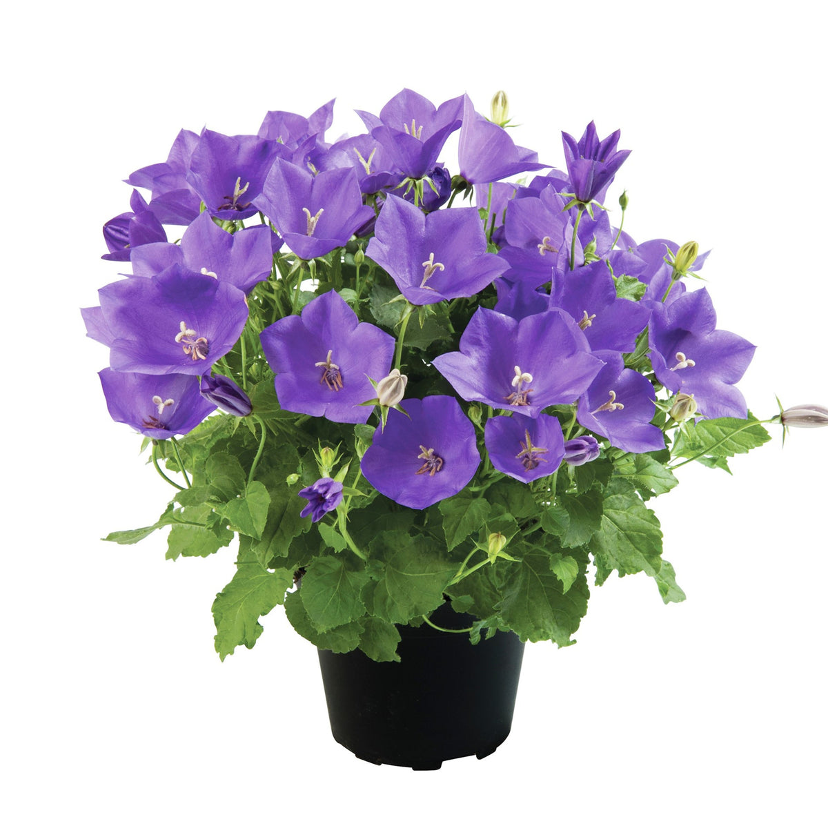 20s| Campanula carpatica - Bellflowers Seeds – Heirloom, Non-GMO, Easy to Grow Perennial, Perfect for Borders, Rock Gardens, Cottage Gardens, and Pollinator-Friendly Landscapes#8055