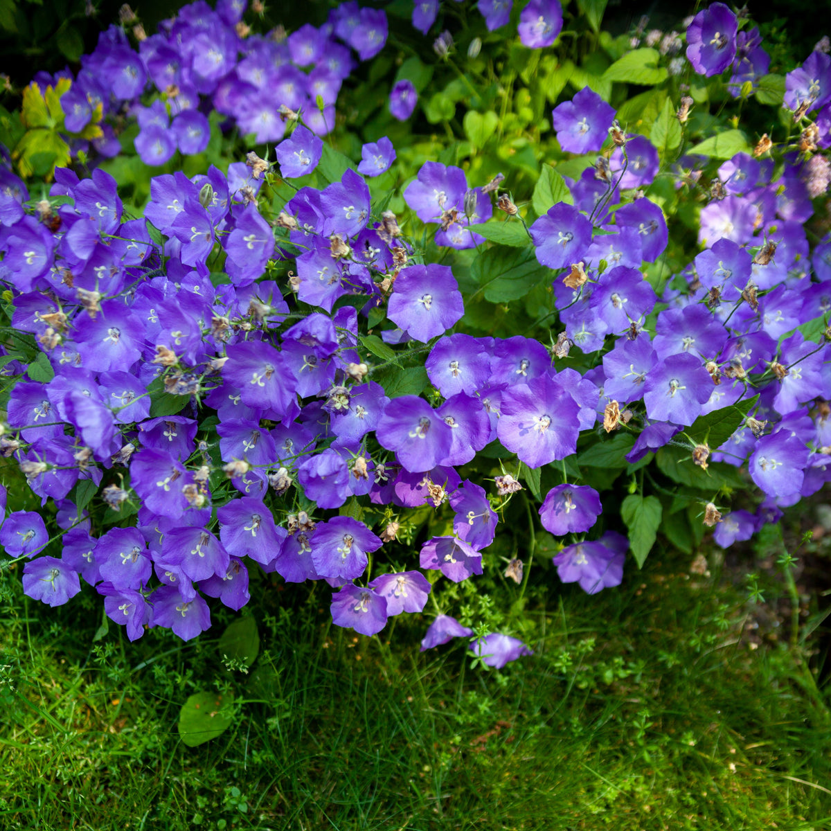20s| Campanula carpatica - Bellflowers Seeds – Heirloom, Non-GMO, Easy to Grow Perennial, Perfect for Borders, Rock Gardens, Cottage Gardens, and Pollinator-Friendly Landscapes#8055