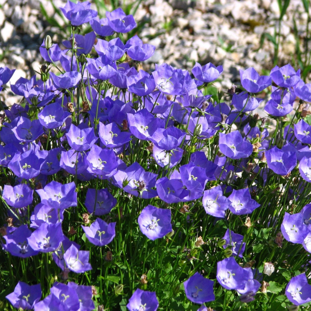 20s| Campanula carpatica - Bellflowers Seeds – Heirloom, Non-GMO, Easy to Grow Perennial, Perfect for Borders, Rock Gardens, Cottage Gardens, and Pollinator-Friendly Landscapes#8055