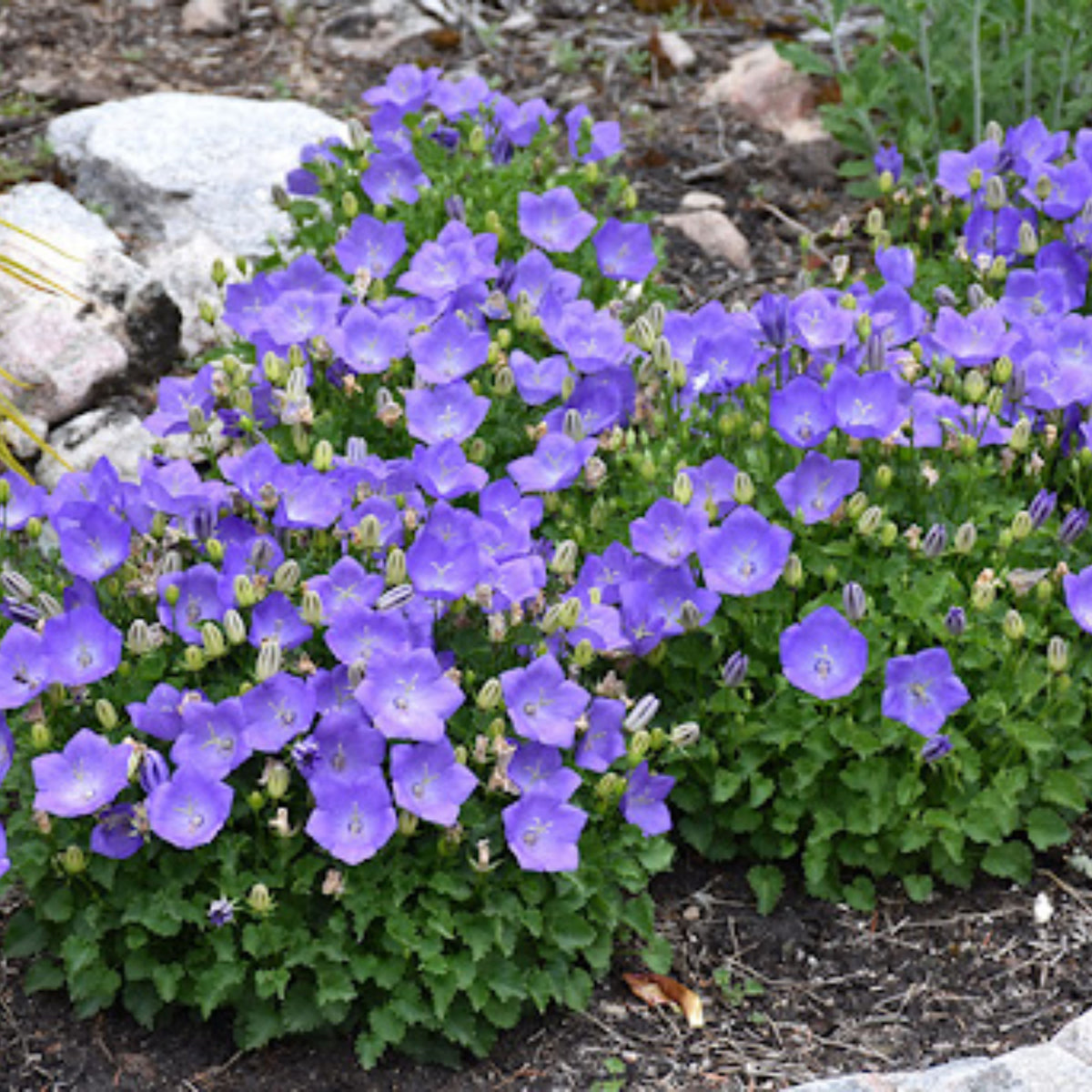 20s| Campanula carpatica - Bellflowers Seeds – Heirloom, Non-GMO, Easy to Grow Perennial, Perfect for Borders, Rock Gardens, Cottage Gardens, and Pollinator-Friendly Landscapes#8055