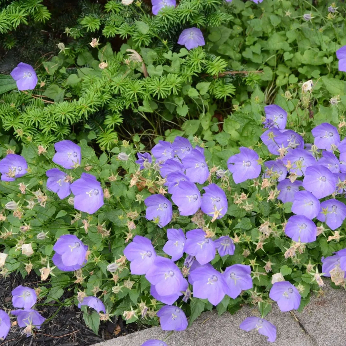 20s| Campanula carpatica - Bellflowers Seeds – Heirloom, Non-GMO, Easy to Grow Perennial, Perfect for Borders, Rock Gardens, Cottage Gardens, and Pollinator-Friendly Landscapes#8055