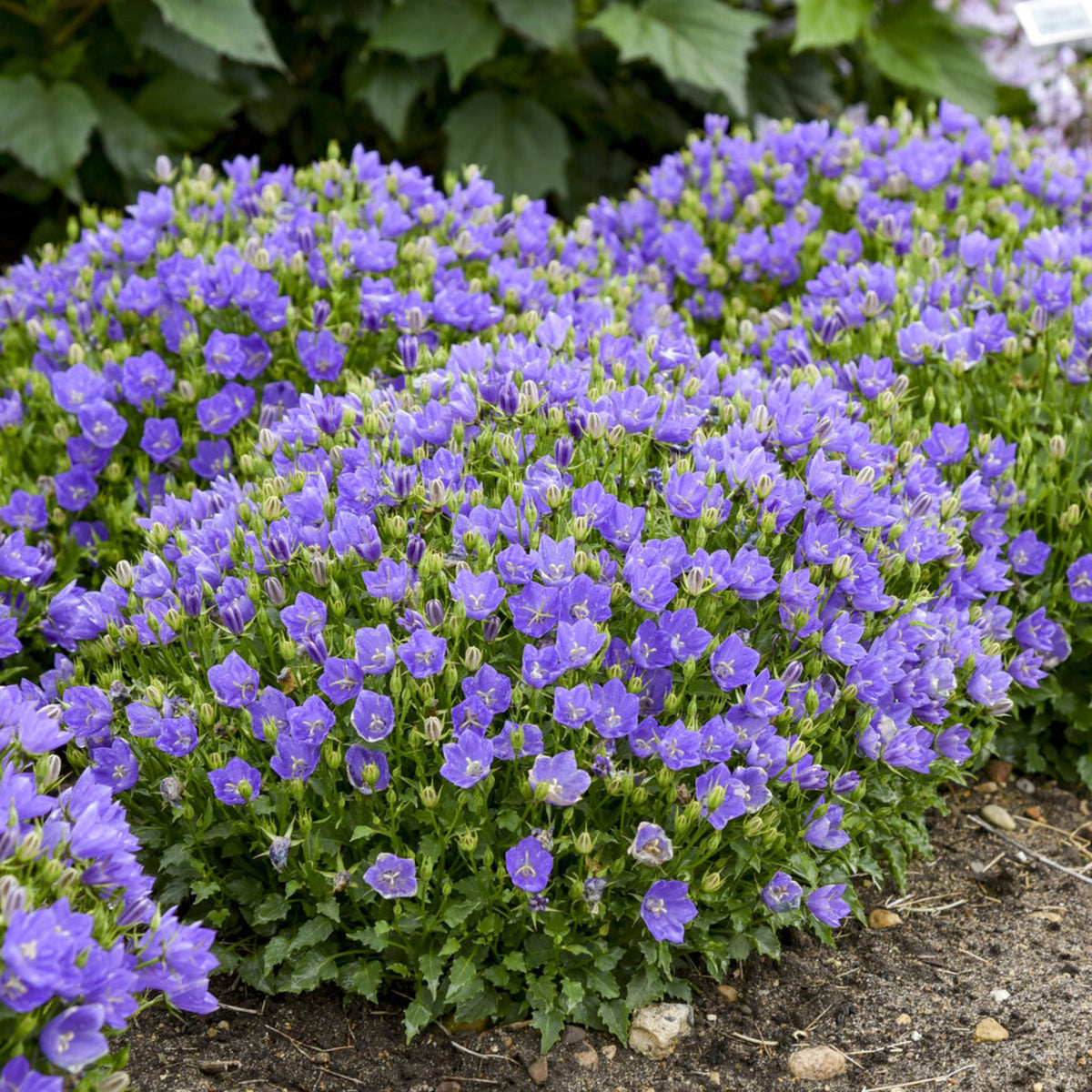 20s| Campanula carpatica - Bellflowers Seeds – Heirloom, Non-GMO, Easy to Grow Perennial, Perfect for Borders, Rock Gardens, Cottage Gardens, and Pollinator-Friendly Landscapes#8055