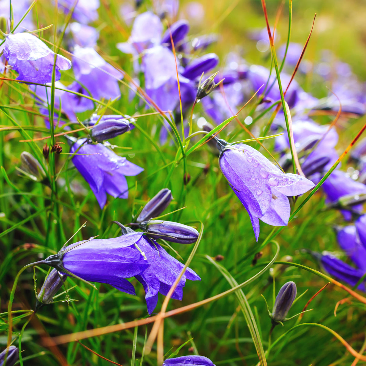20s| Campanula Viking Bellflowers Seeds – Heirloom, Non-GMO, Easy to Grow Perennial, Perfect for Borders, Rock Gardens, Cottage Gardens, and Pollinator-Friendly Landscapes#8056
