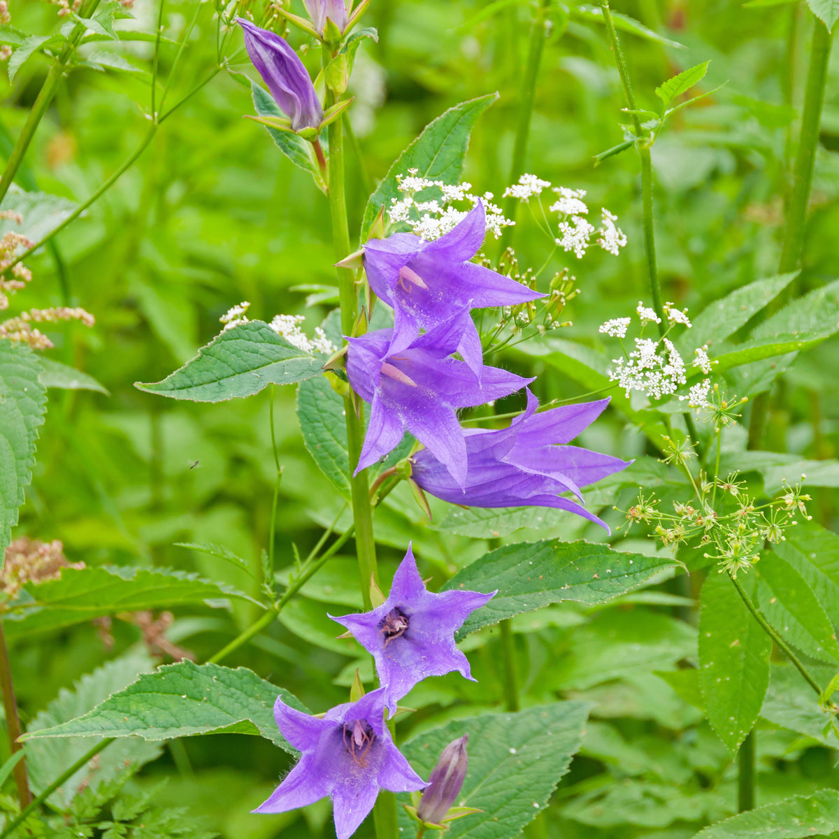 20s| Campanula Viking Bellflowers Seeds – Heirloom, Non-GMO, Easy to Grow Perennial, Perfect for Borders, Rock Gardens, Cottage Gardens, and Pollinator-Friendly Landscapes#8056