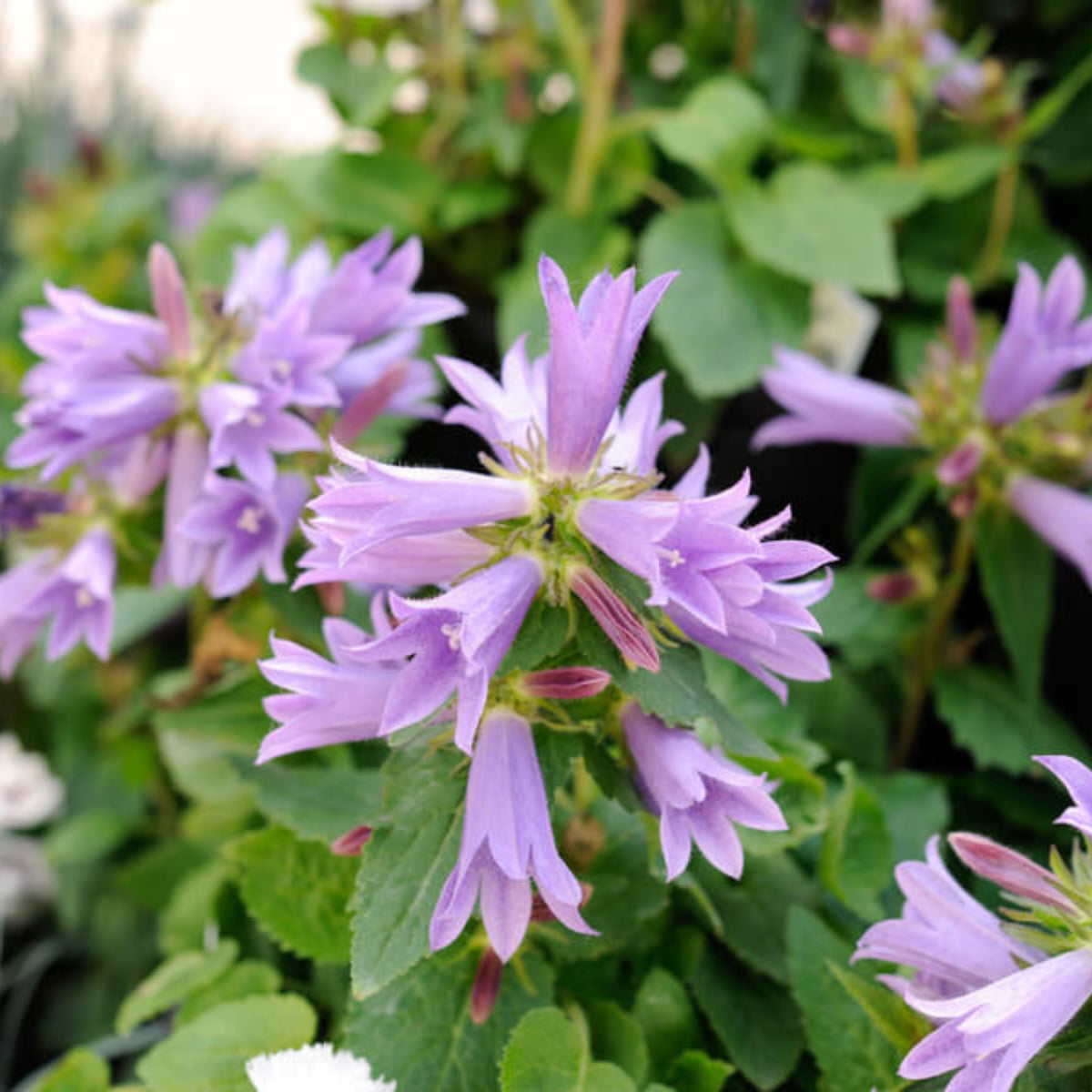 20s| Campanula Viking Bellflowers Seeds – Heirloom, Non-GMO, Easy to Grow Perennial, Perfect for Borders, Rock Gardens, Cottage Gardens, and Pollinator-Friendly Landscapes#8056