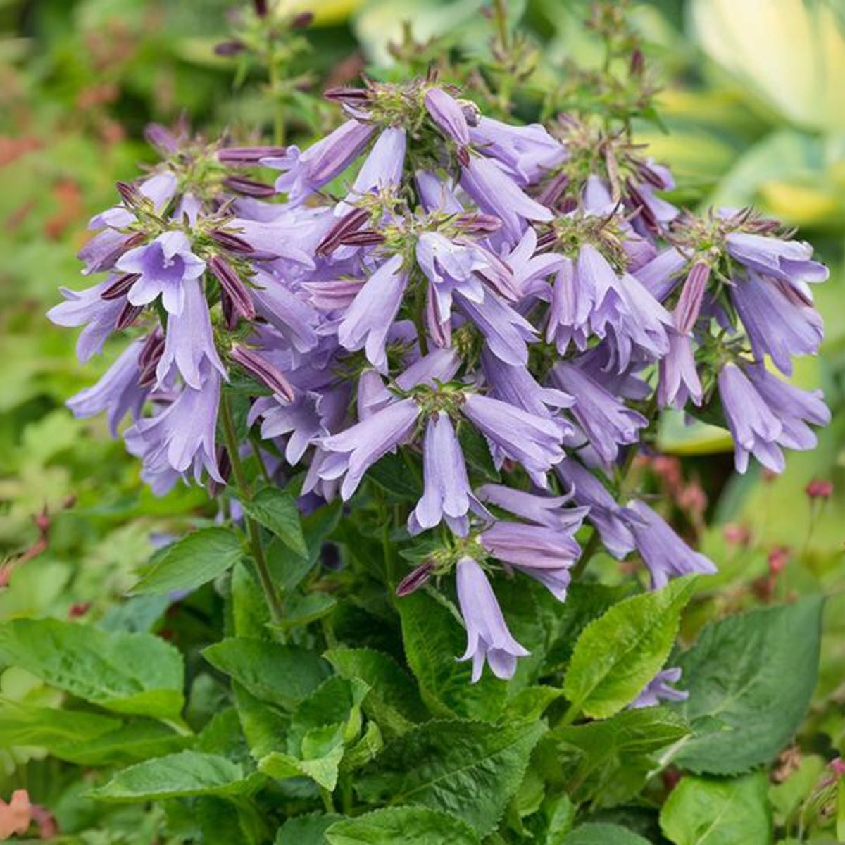 20s| Campanula Viking Bellflowers Seeds – Heirloom, Non-GMO, Easy to Grow Perennial, Perfect for Borders, Rock Gardens, Cottage Gardens, and Pollinator-Friendly Landscapes#8056