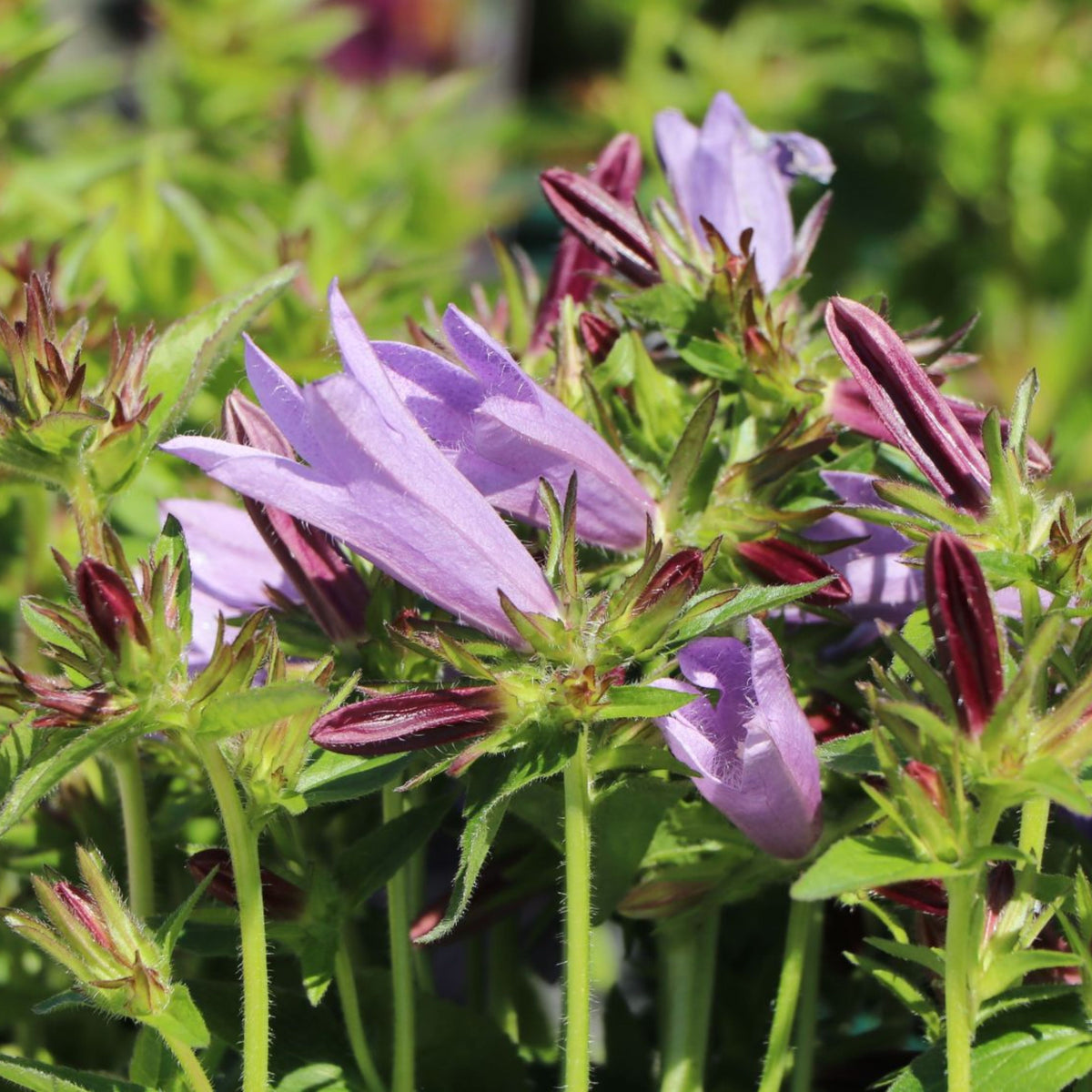 20s| Campanula Viking Bellflowers Seeds – Heirloom, Non-GMO, Easy to Grow Perennial, Perfect for Borders, Rock Gardens, Cottage Gardens, and Pollinator-Friendly Landscapes#8056