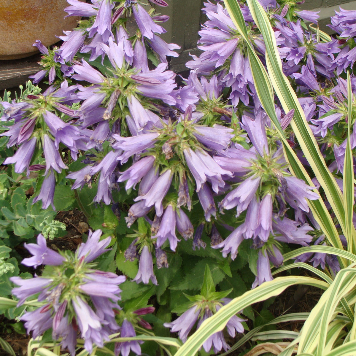 20s| Campanula Viking Bellflowers Seeds – Heirloom, Non-GMO, Easy to Grow Perennial, Perfect for Borders, Rock Gardens, Cottage Gardens, and Pollinator-Friendly Landscapes#8056