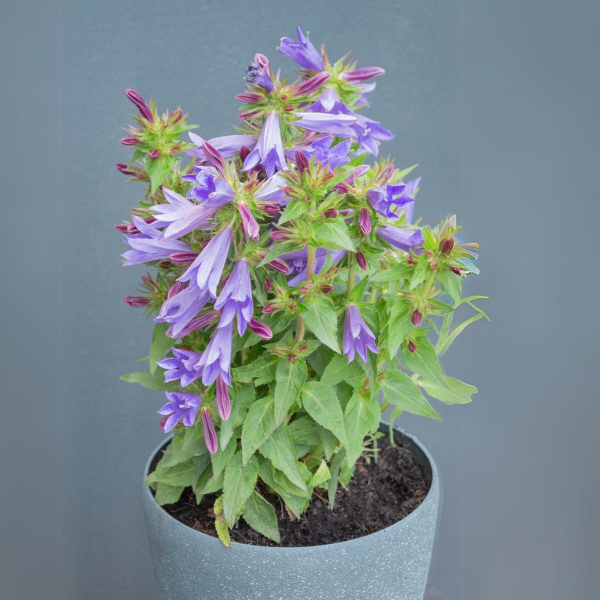20s| Campanula Viking Bellflowers Seeds – Heirloom, Non-GMO, Easy to Grow Perennial, Perfect for Borders, Rock Gardens, Cottage Gardens, and Pollinator-Friendly Landscapes#8056