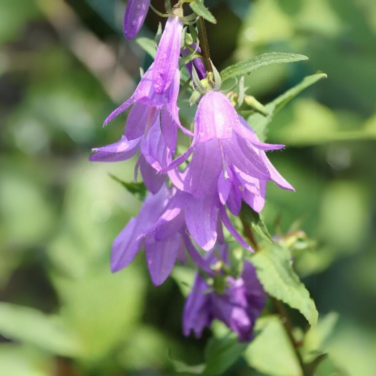 20s| Campanula Viking Bellflowers Seeds – Heirloom, Non-GMO, Easy to Grow Perennial, Perfect for Borders, Rock Gardens, Cottage Gardens, and Pollinator-Friendly Landscapes#8056