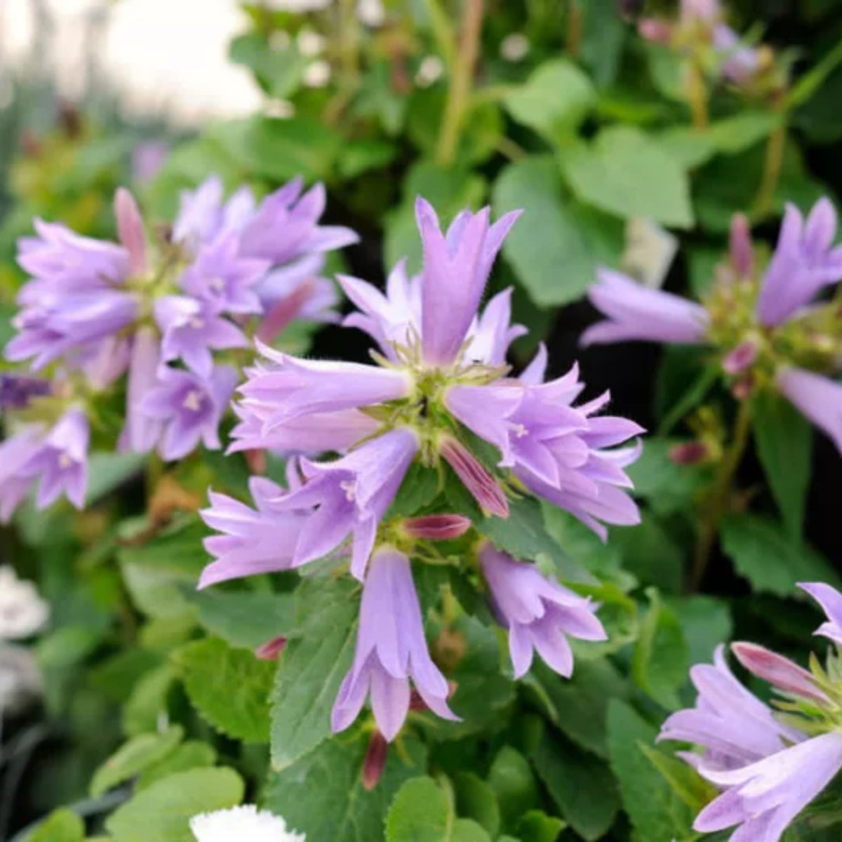 20s| Campanula Viking Bellflowers Seeds – Heirloom, Non-GMO, Easy to Grow Perennial, Perfect for Borders, Rock Gardens, Cottage Gardens, and Pollinator-Friendly Landscapes#8056
