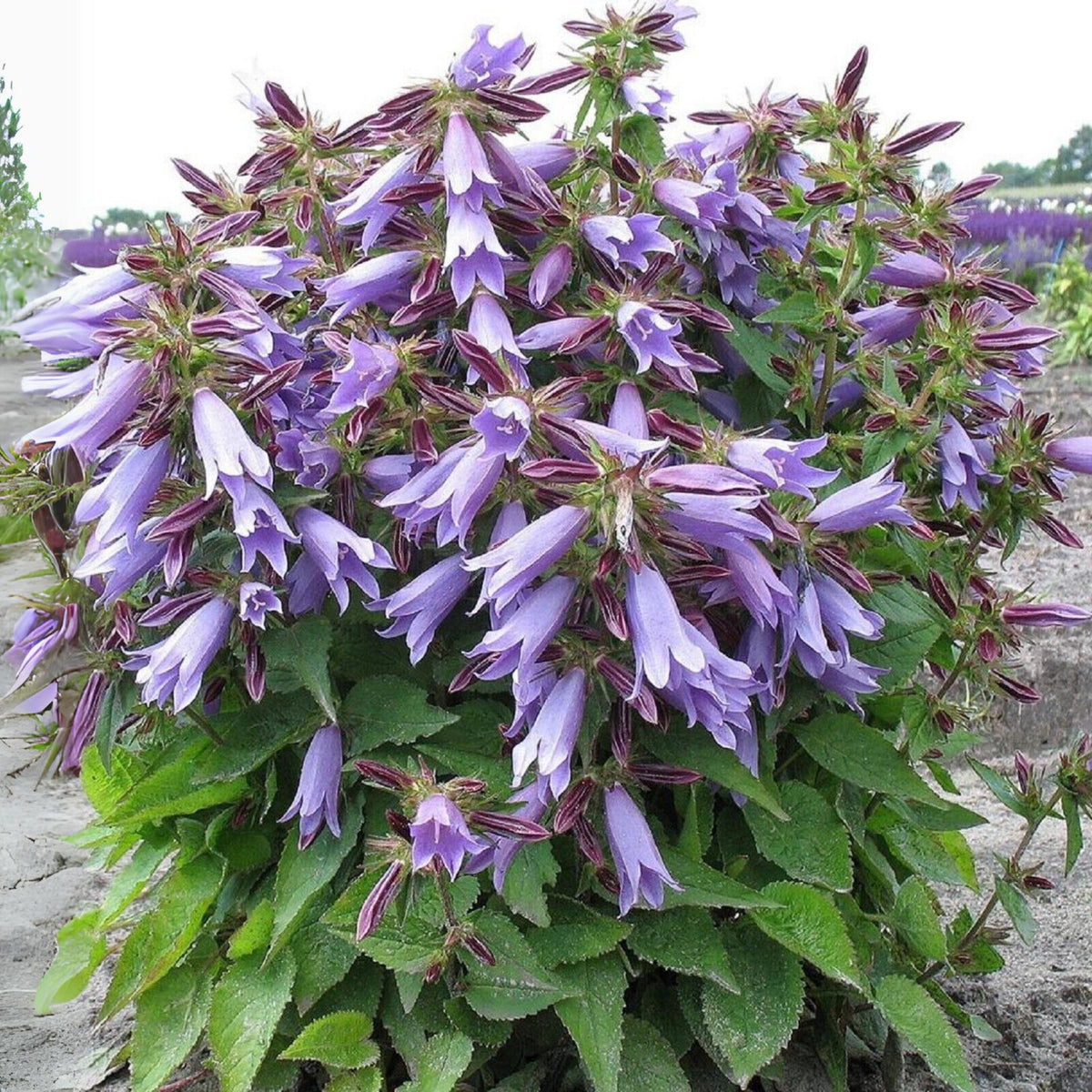 20s| Campanula Viking Bellflowers Seeds – Heirloom, Non-GMO, Easy to Grow Perennial, Perfect for Borders, Rock Gardens, Cottage Gardens, and Pollinator-Friendly Landscapes#8056