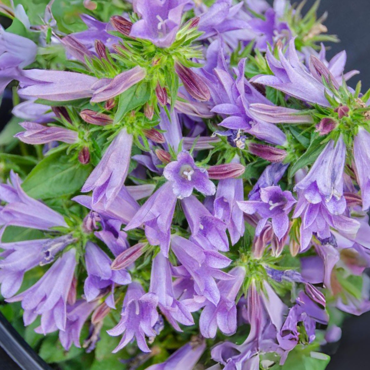 20s| Campanula Viking Bellflowers Seeds – Heirloom, Non-GMO, Easy to Grow Perennial, Perfect for Borders, Rock Gardens, Cottage Gardens, and Pollinator-Friendly Landscapes#8056