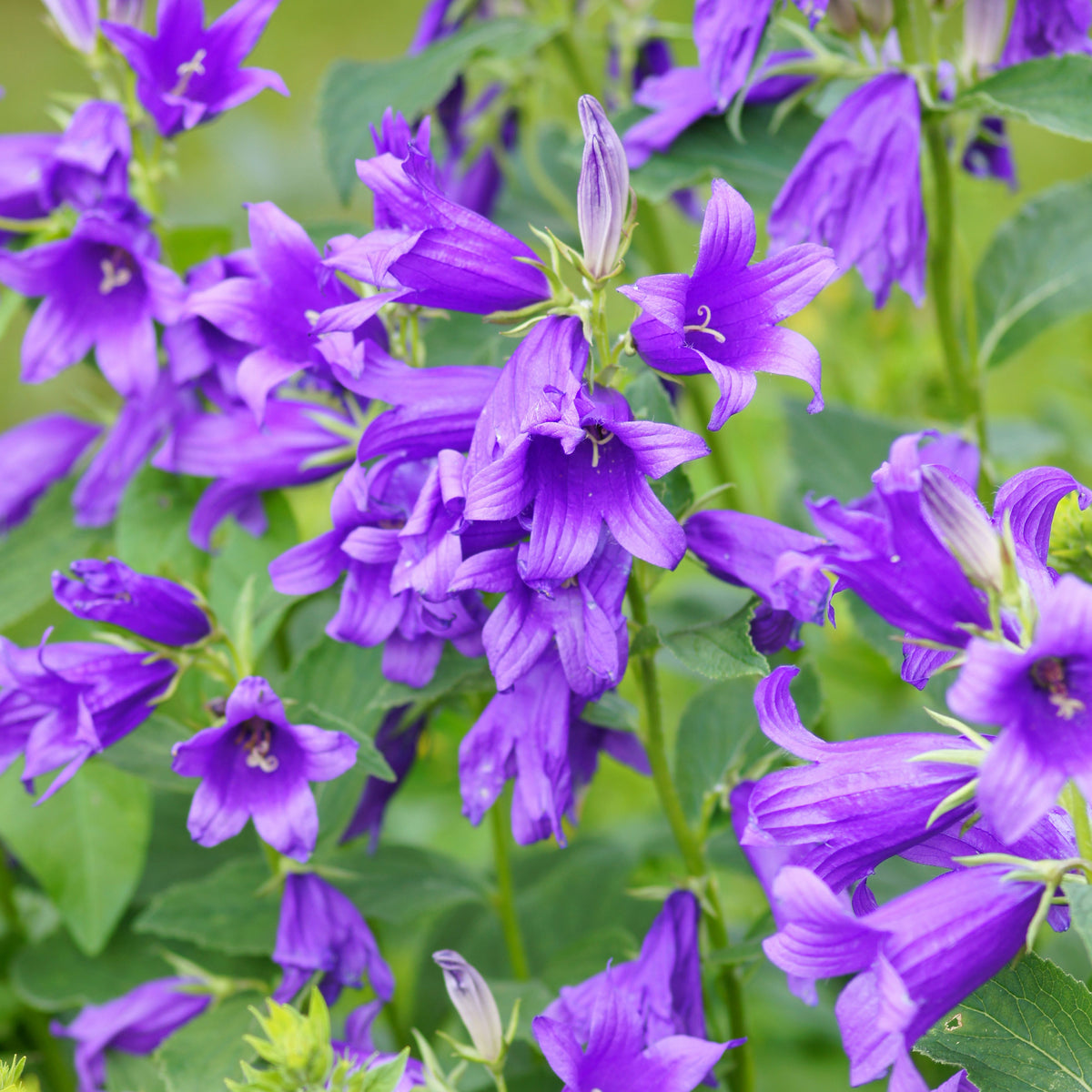 20s| Campanula Viking Bellflowers Seeds – Heirloom, Non-GMO, Easy to Grow Perennial, Perfect for Borders, Rock Gardens, Cottage Gardens, and Pollinator-Friendly Landscapes#8056