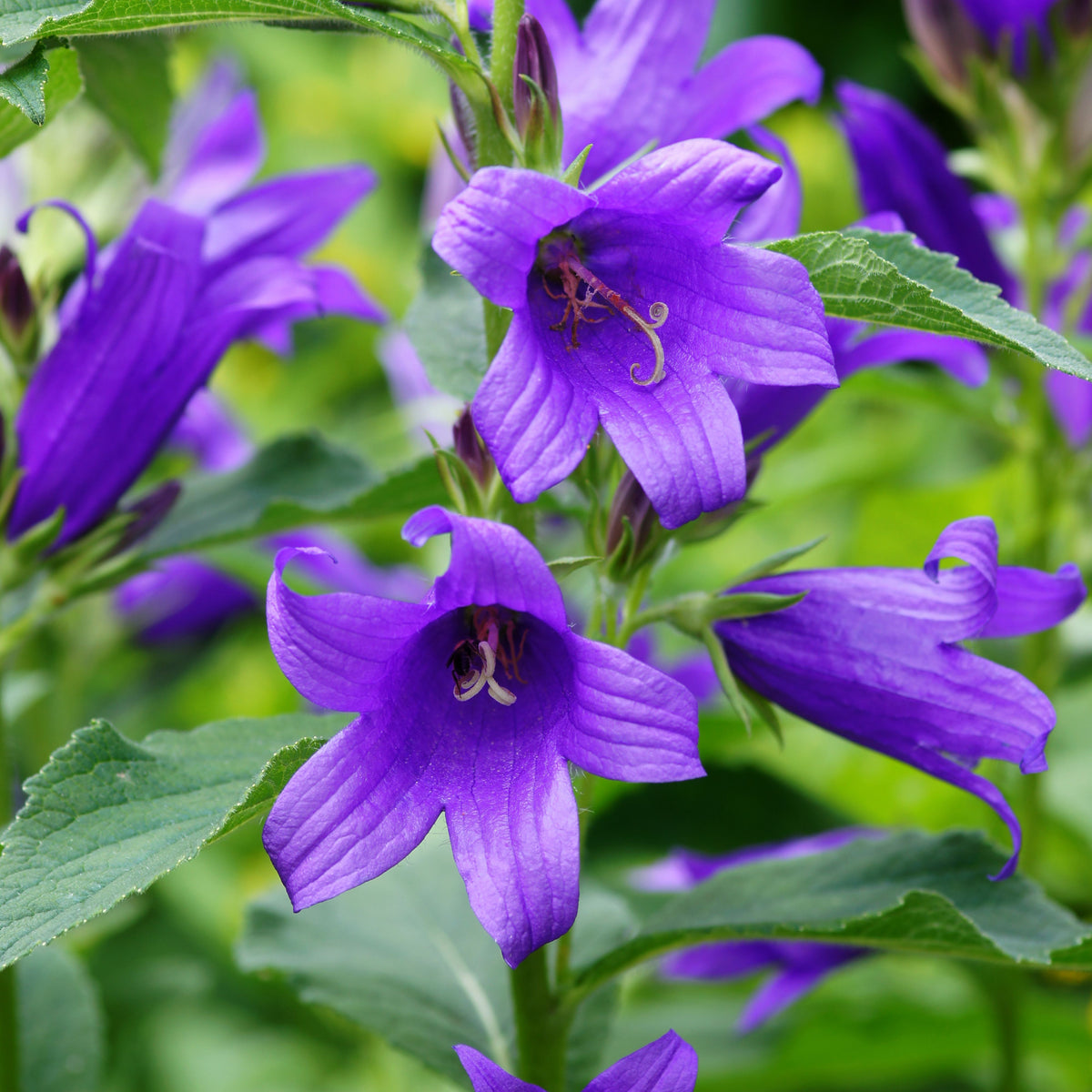 20s| Campanula Viking Bellflowers Seeds – Heirloom, Non-GMO, Easy to Grow Perennial, Perfect for Borders, Rock Gardens, Cottage Gardens, and Pollinator-Friendly Landscapes#8056