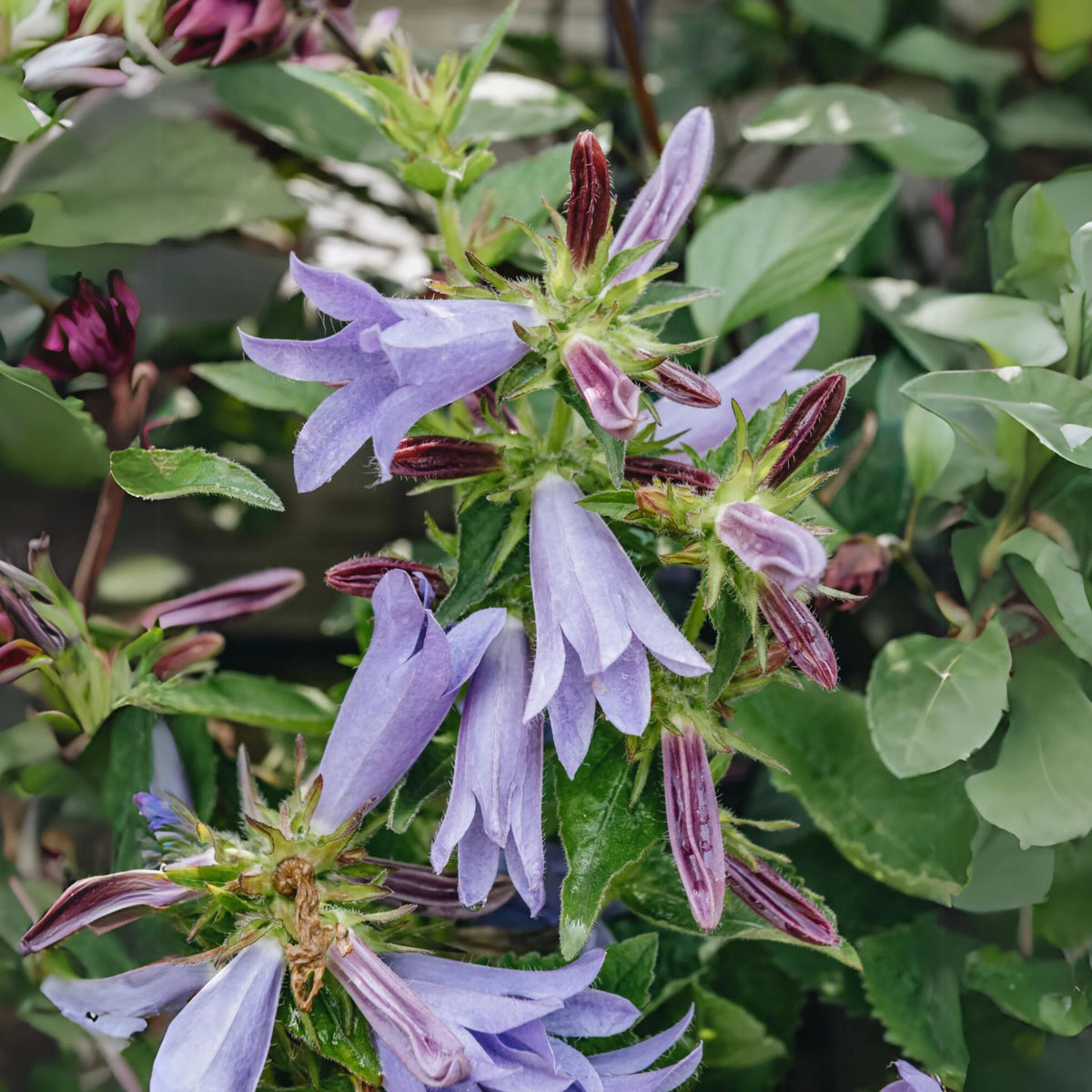 20s| Campanula Viking Bellflowers Seeds – Heirloom, Non-GMO, Easy to Grow Perennial, Perfect for Borders, Rock Gardens, Cottage Gardens, and Pollinator-Friendly Landscapes#8056