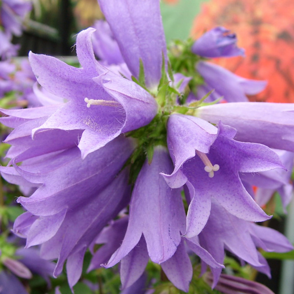 20s| Campanula Viking Bellflowers Seeds – Heirloom, Non-GMO, Easy to Grow Perennial, Perfect for Borders, Rock Gardens, Cottage Gardens, and Pollinator-Friendly Landscapes#8056