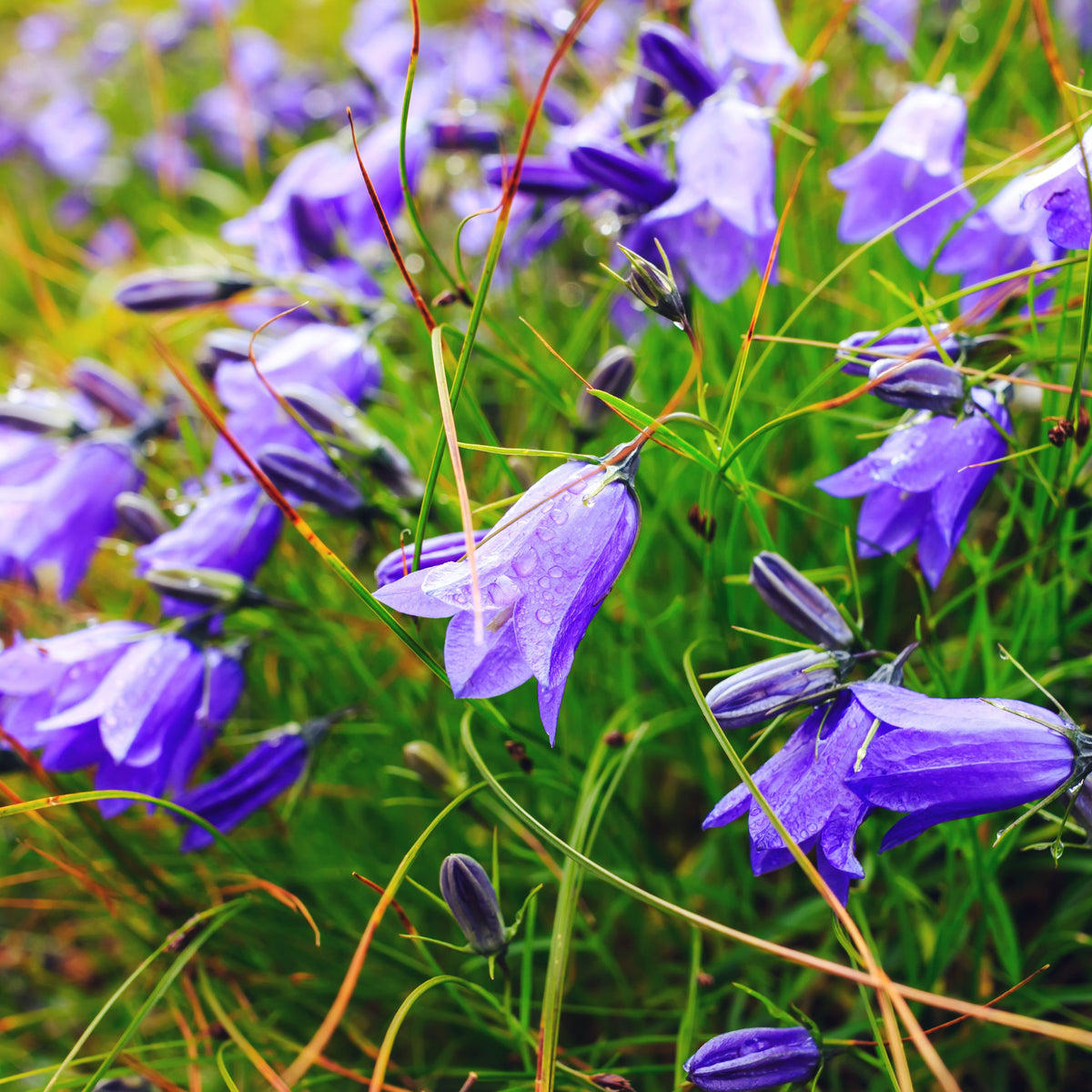 20s| Campanula Viking Bellflowers Seeds – Heirloom, Non-GMO, Easy to Grow Perennial, Perfect for Borders, Rock Gardens, Cottage Gardens, and Pollinator-Friendly Landscapes#8056
