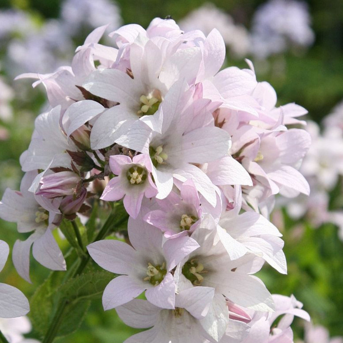 20s| Loddon Anna Campanula lactiflora Seeds– Heirloom, Non-GMO, Easy to Grow Perennial, Perfect for Borders, Rock Gardens, Cottage Gardens, and Pollinator-Friendly Landscapes#8057