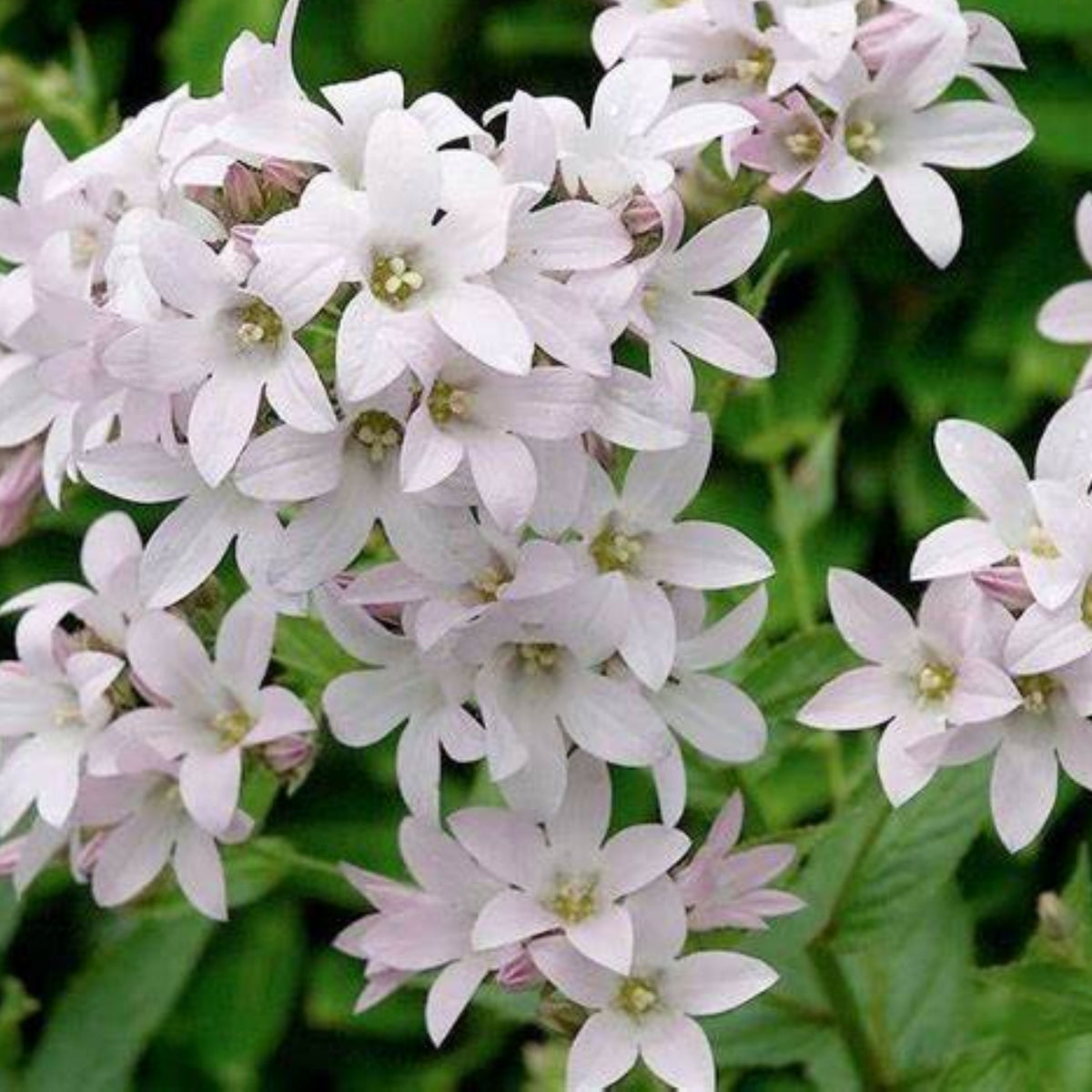 20s| Loddon Anna Campanula lactiflora Seeds– Heirloom, Non-GMO, Easy to Grow Perennial, Perfect for Borders, Rock Gardens, Cottage Gardens, and Pollinator-Friendly Landscapes#8057