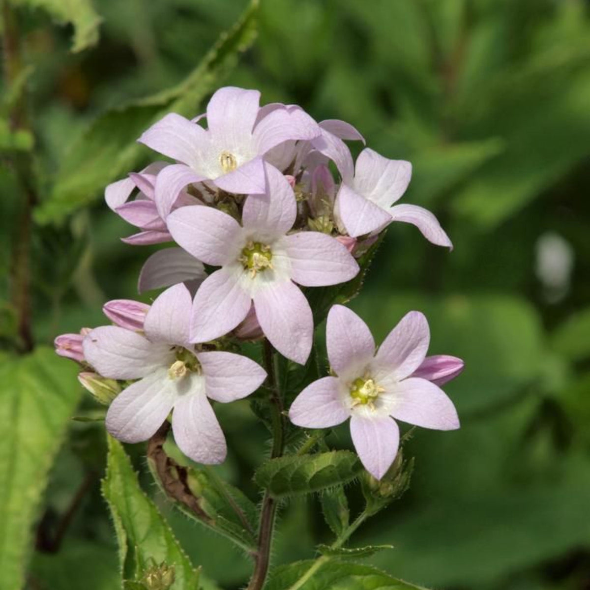 20s| Loddon Anna Campanula lactiflora Seeds– Heirloom, Non-GMO, Easy to Grow Perennial, Perfect for Borders, Rock Gardens, Cottage Gardens, and Pollinator-Friendly Landscapes#8057