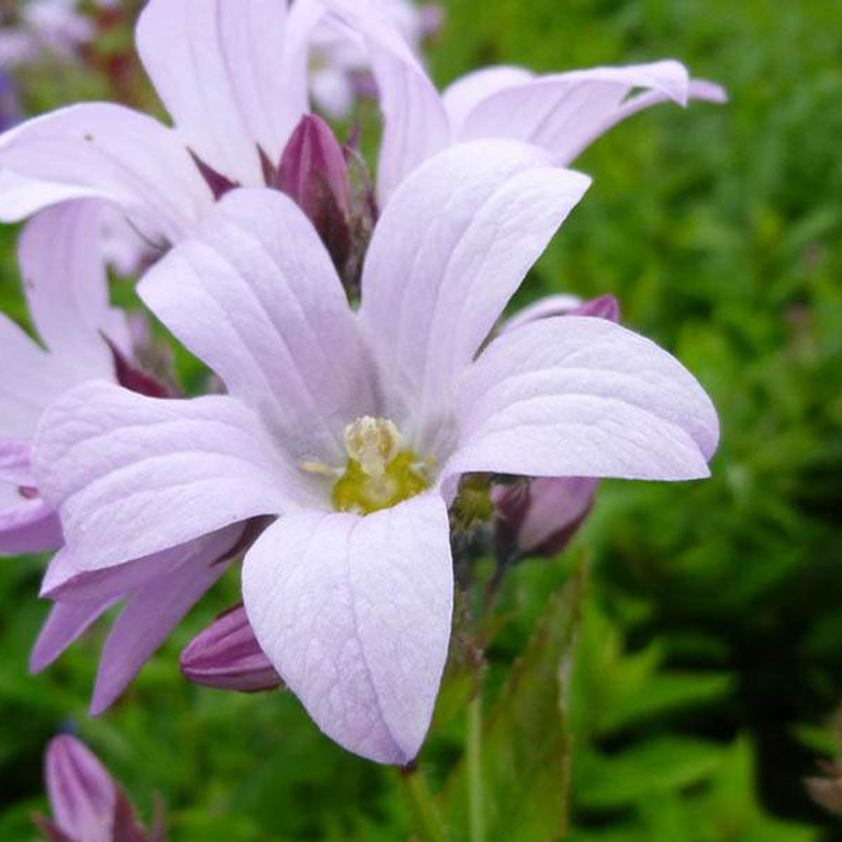 20s| Loddon Anna Campanula lactiflora Seeds– Heirloom, Non-GMO, Easy to Grow Perennial, Perfect for Borders, Rock Gardens, Cottage Gardens, and Pollinator-Friendly Landscapes#8057