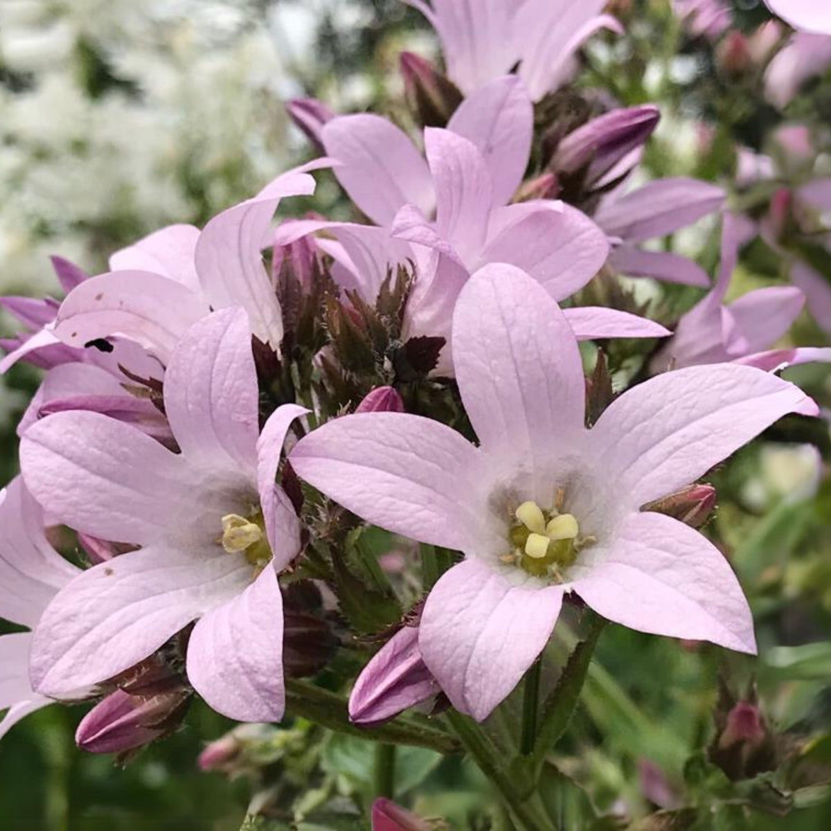 20s| Loddon Anna Campanula lactiflora Seeds– Heirloom, Non-GMO, Easy to Grow Perennial, Perfect for Borders, Rock Gardens, Cottage Gardens, and Pollinator-Friendly Landscapes#8057