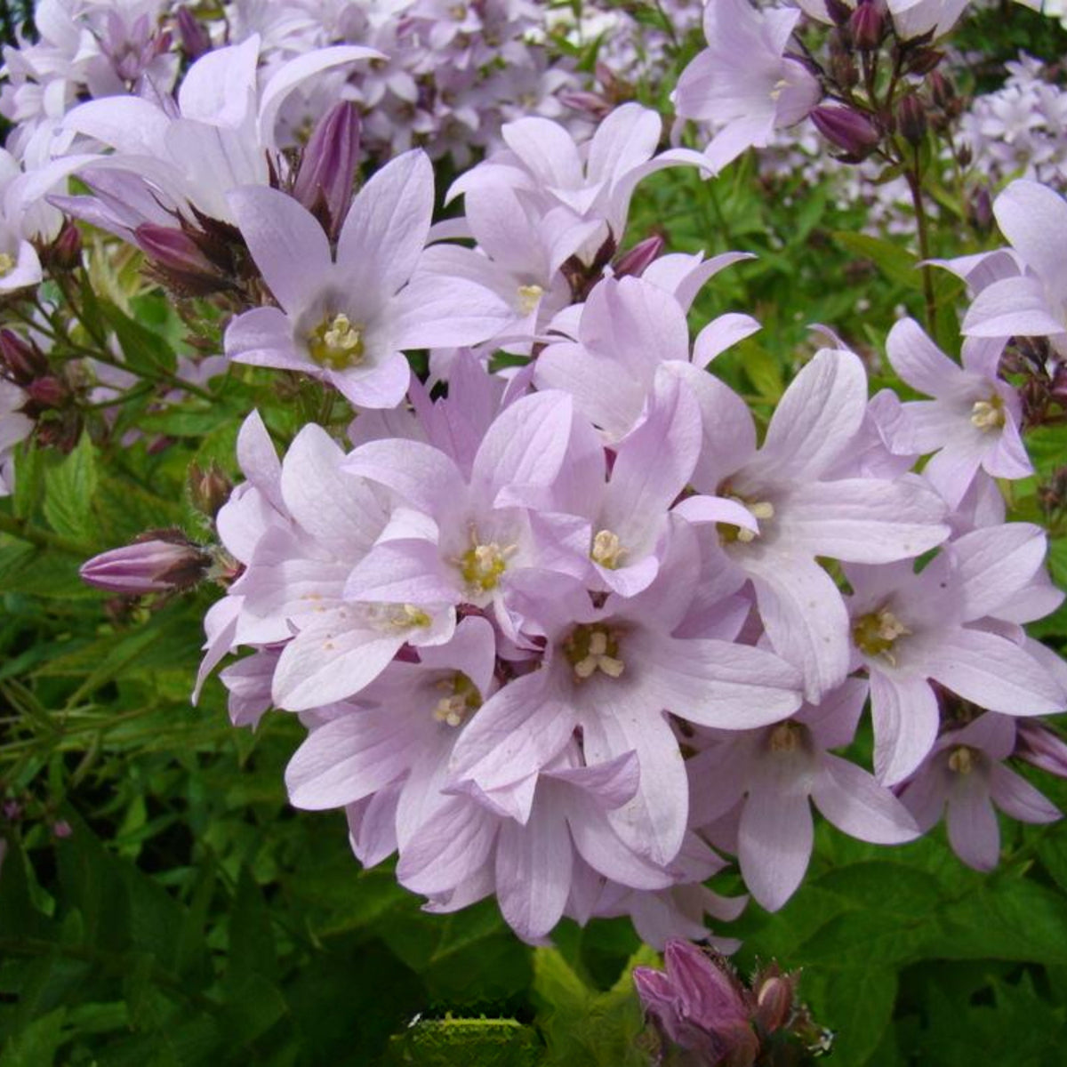 20s| Loddon Anna Campanula lactiflora Seeds– Heirloom, Non-GMO, Easy to Grow Perennial, Perfect for Borders, Rock Gardens, Cottage Gardens, and Pollinator-Friendly Landscapes#8057