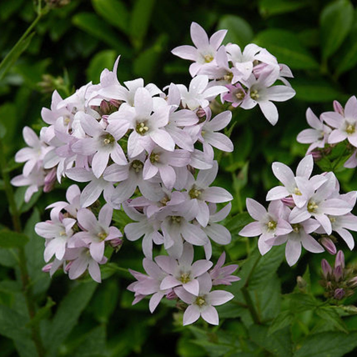 20s| Loddon Anna Campanula lactiflora Seeds– Heirloom, Non-GMO, Easy to Grow Perennial, Perfect for Borders, Rock Gardens, Cottage Gardens, and Pollinator-Friendly Landscapes#8057
