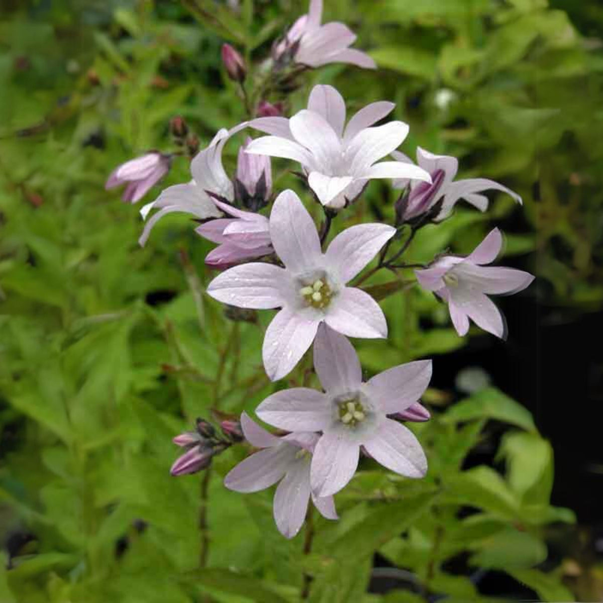 20s| Loddon Anna Campanula lactiflora Seeds– Heirloom, Non-GMO, Easy to Grow Perennial, Perfect for Borders, Rock Gardens, Cottage Gardens, and Pollinator-Friendly Landscapes#8057