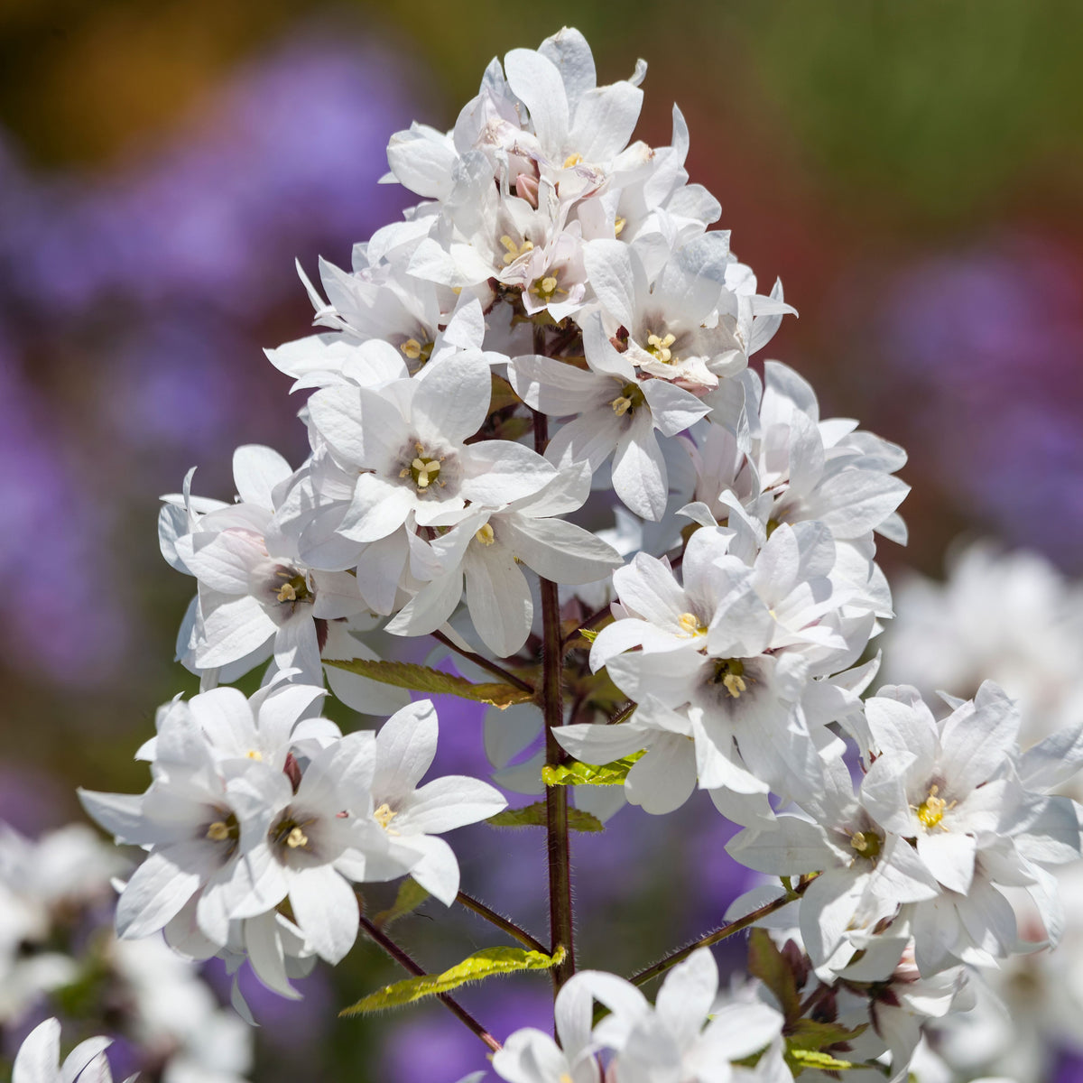 20s| Loddon Anna Campanula lactiflora Seeds– Heirloom, Non-GMO, Easy to Grow Perennial, Perfect for Borders, Rock Gardens, Cottage Gardens, and Pollinator-Friendly Landscapes#8057