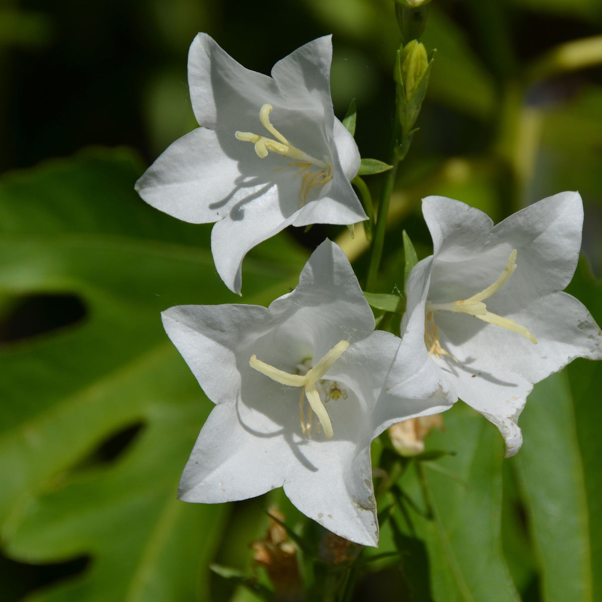 Loddon Anna Campanula Lactiflora Seeds - Perennial, 20 seeds