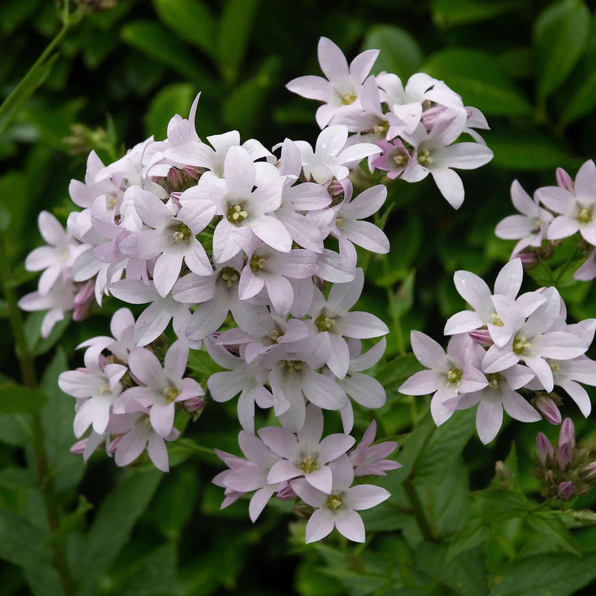 20s| Loddon Anna Campanula lactiflora Seeds– Heirloom, Non-GMO, Easy to Grow Perennial, Perfect for Borders, Rock Gardens, Cottage Gardens, and Pollinator-Friendly Landscapes#8057