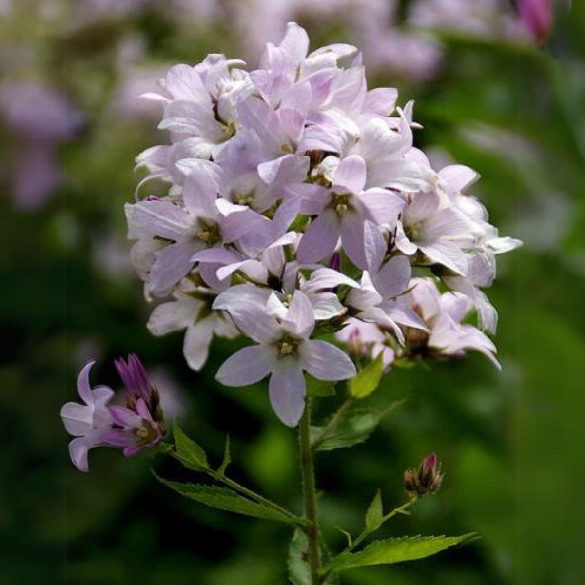 20s| Loddon Anna Campanula lactiflora Seeds– Heirloom, Non-GMO, Easy to Grow Perennial, Perfect for Borders, Rock Gardens, Cottage Gardens, and Pollinator-Friendly Landscapes#8057
