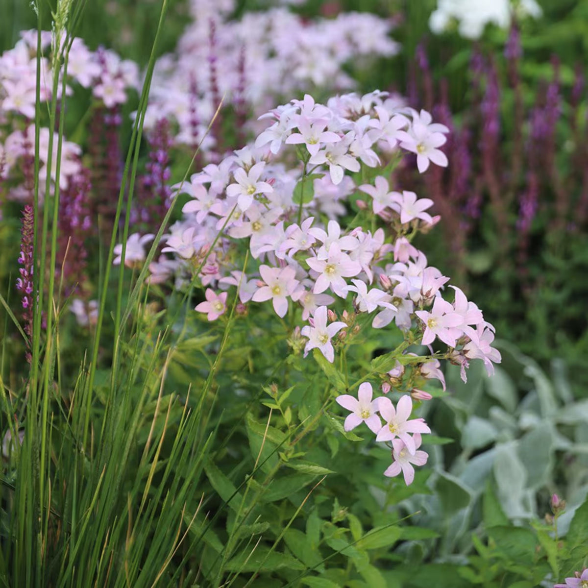 20s| Loddon Anna Campanula lactiflora Seeds– Heirloom, Non-GMO, Easy to Grow Perennial, Perfect for Borders, Rock Gardens, Cottage Gardens, and Pollinator-Friendly Landscapes#8057