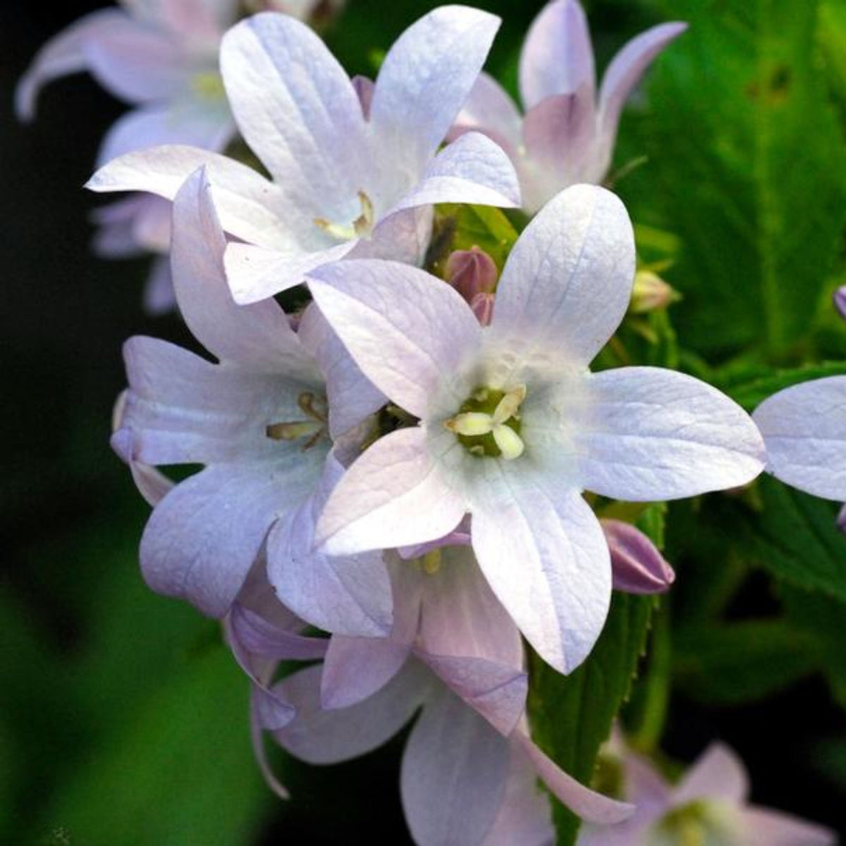 20s| Loddon Anna Campanula lactiflora Seeds– Heirloom, Non-GMO, Easy to Grow Perennial, Perfect for Borders, Rock Gardens, Cottage Gardens, and Pollinator-Friendly Landscapes#8057