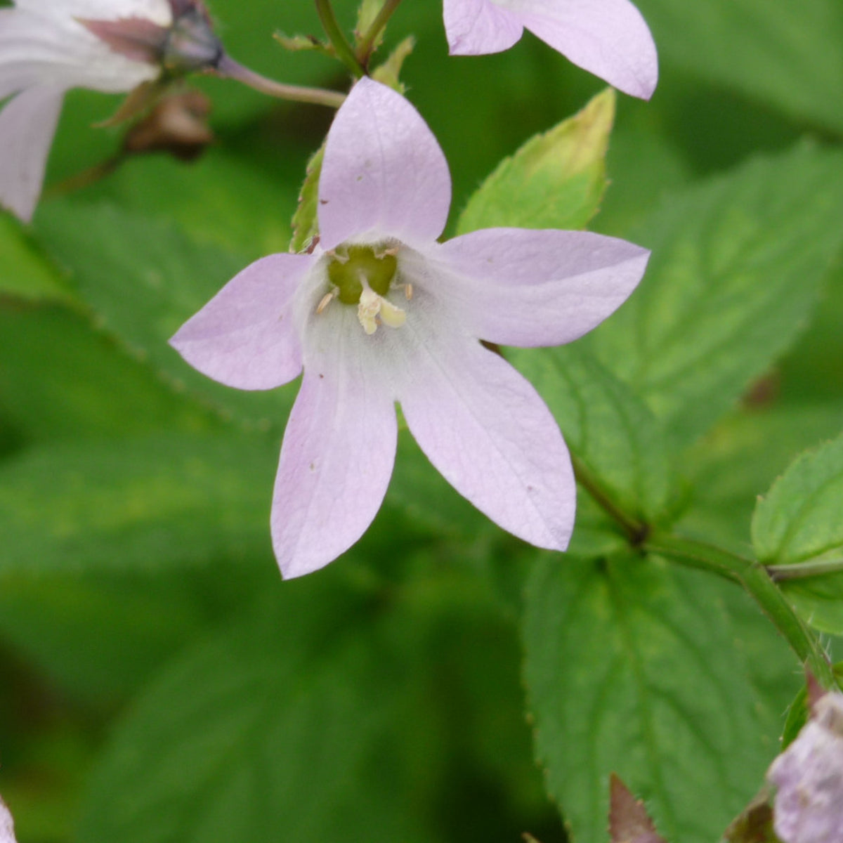 20s| Loddon Anna Campanula lactiflora Seeds– Heirloom, Non-GMO, Easy to Grow Perennial, Perfect for Borders, Rock Gardens, Cottage Gardens, and Pollinator-Friendly Landscapes#8057