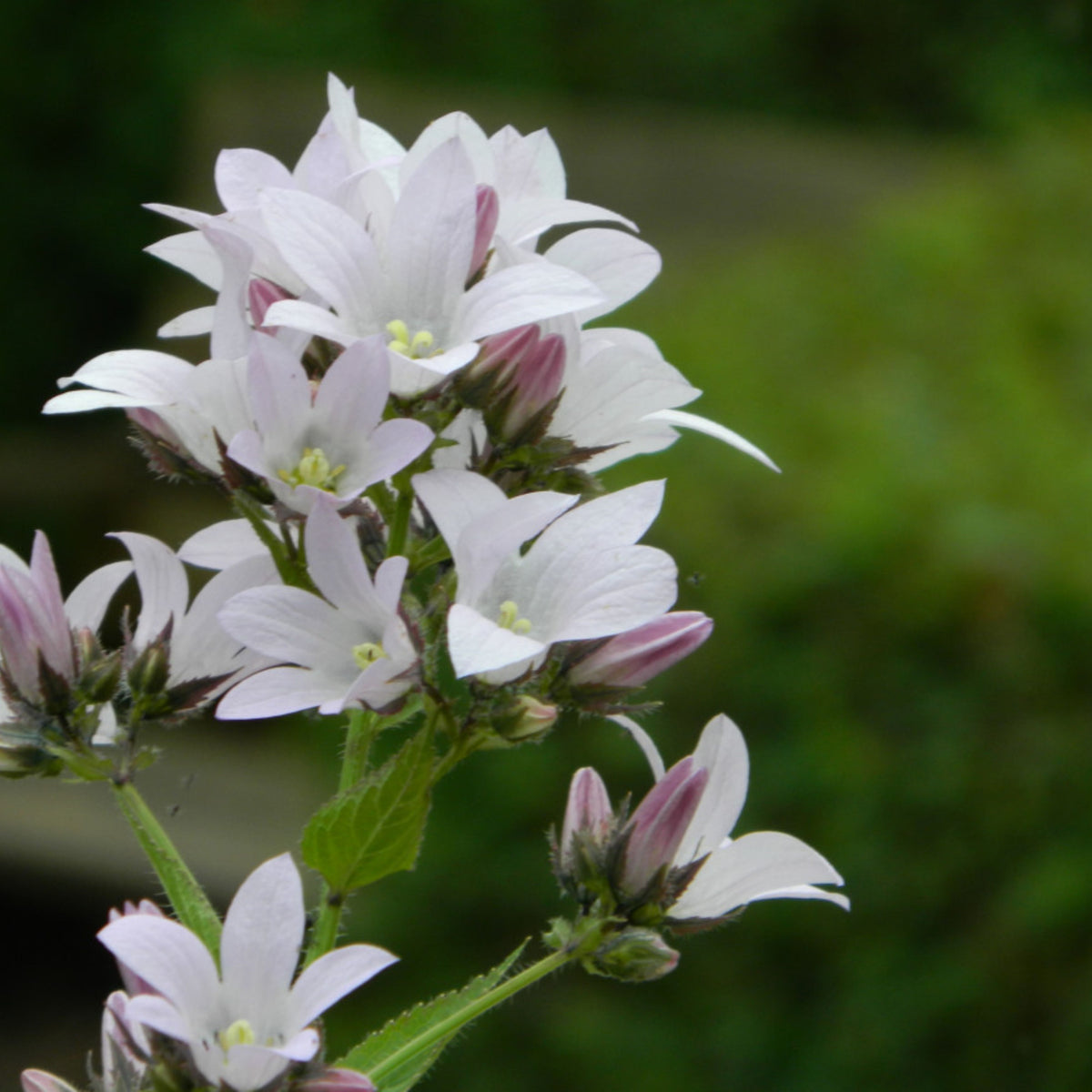 20s| Loddon Anna Campanula lactiflora Seeds– Heirloom, Non-GMO, Easy to Grow Perennial, Perfect for Borders, Rock Gardens, Cottage Gardens, and Pollinator-Friendly Landscapes#8057