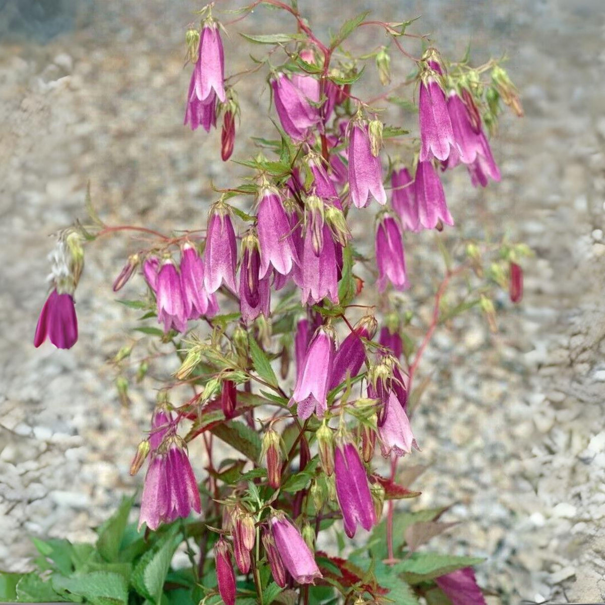 20s| Campanula punctata 'Cherry Bells' Seeds – Heirloom, Non-GMO, Easy to Grow Perennial, Perfect for Borders, Rock Gardens, Cottage Gardens, and Pollinator-Friendly Landscapes#8058