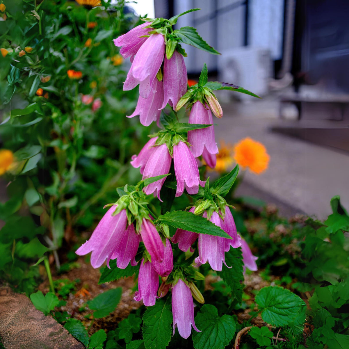 20s| Campanula punctata 'Cherry Bells' Seeds – Heirloom, Non-GMO, Easy to Grow Perennial, Perfect for Borders, Rock Gardens, Cottage Gardens, and Pollinator-Friendly Landscapes#8058